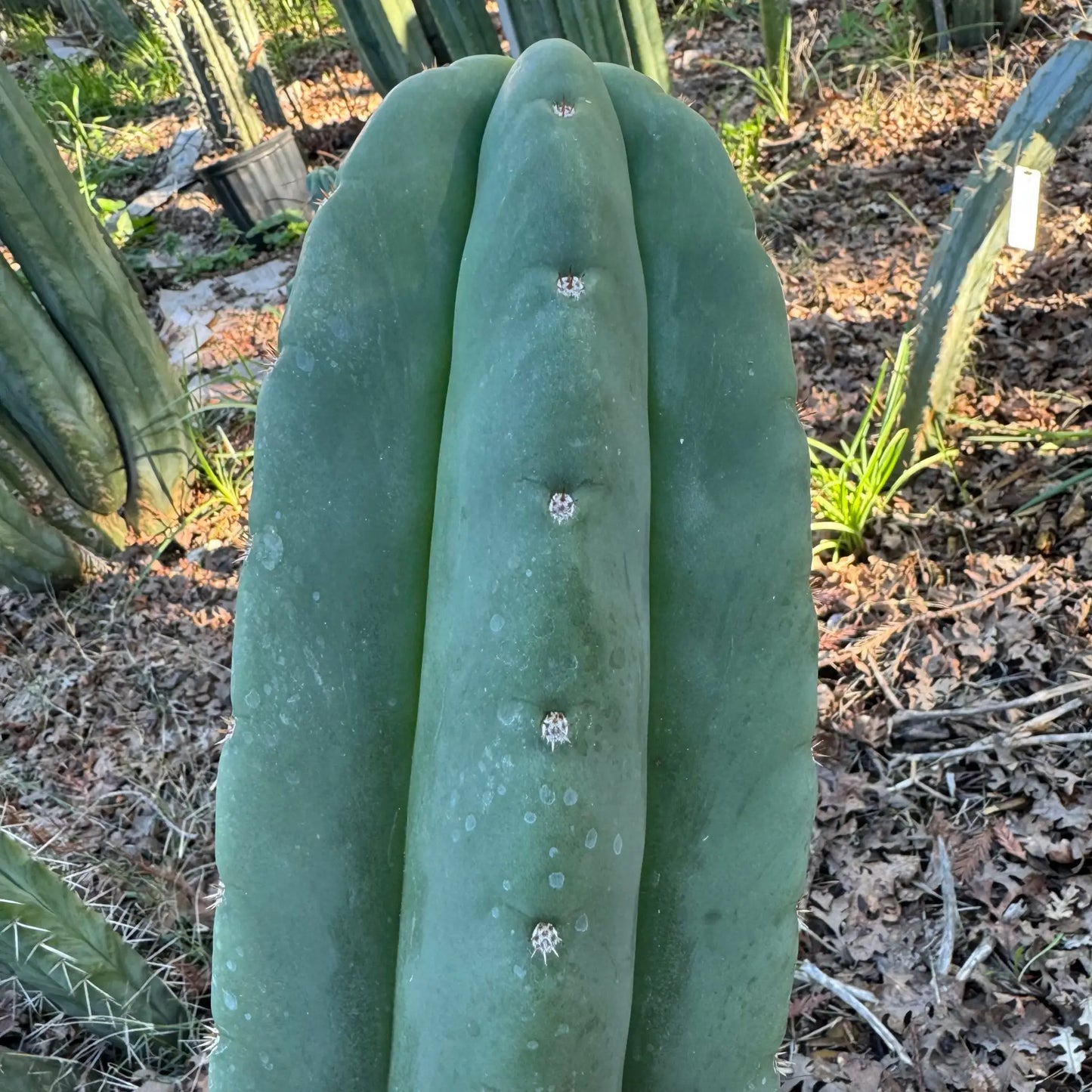 huanu x scop - d3 10” center cut - live cactus plant