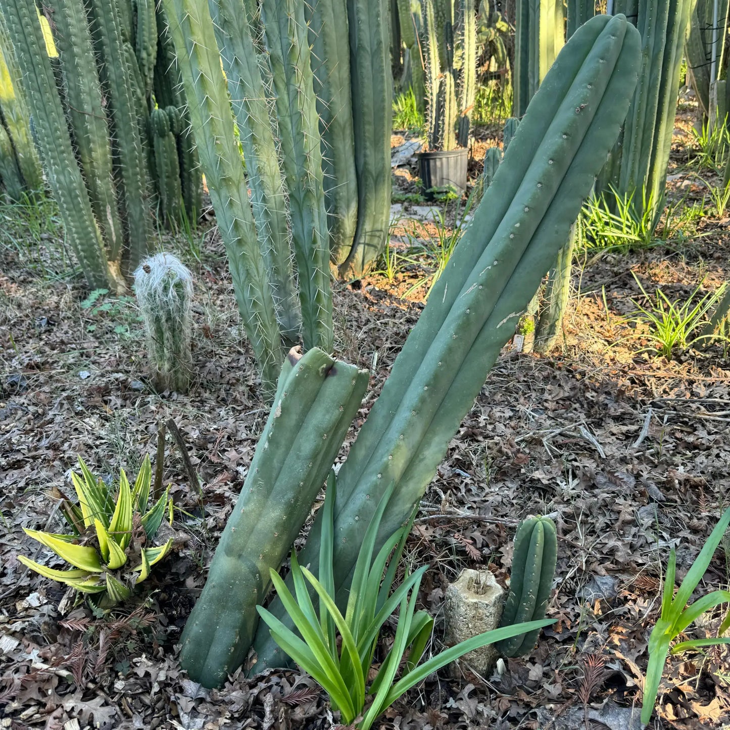huanu x scop - d3 10” center cut - live cactus plant