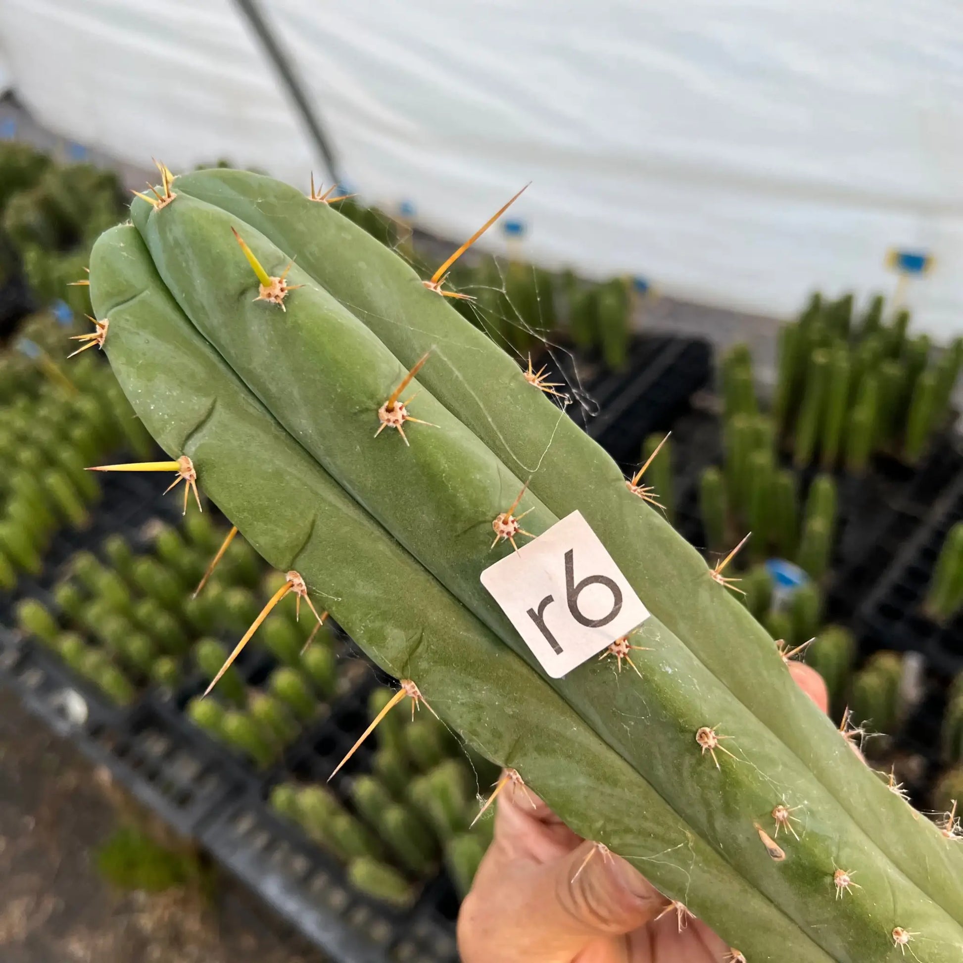 huarazensis x pach Lima - r6 14” center cut - live cactus