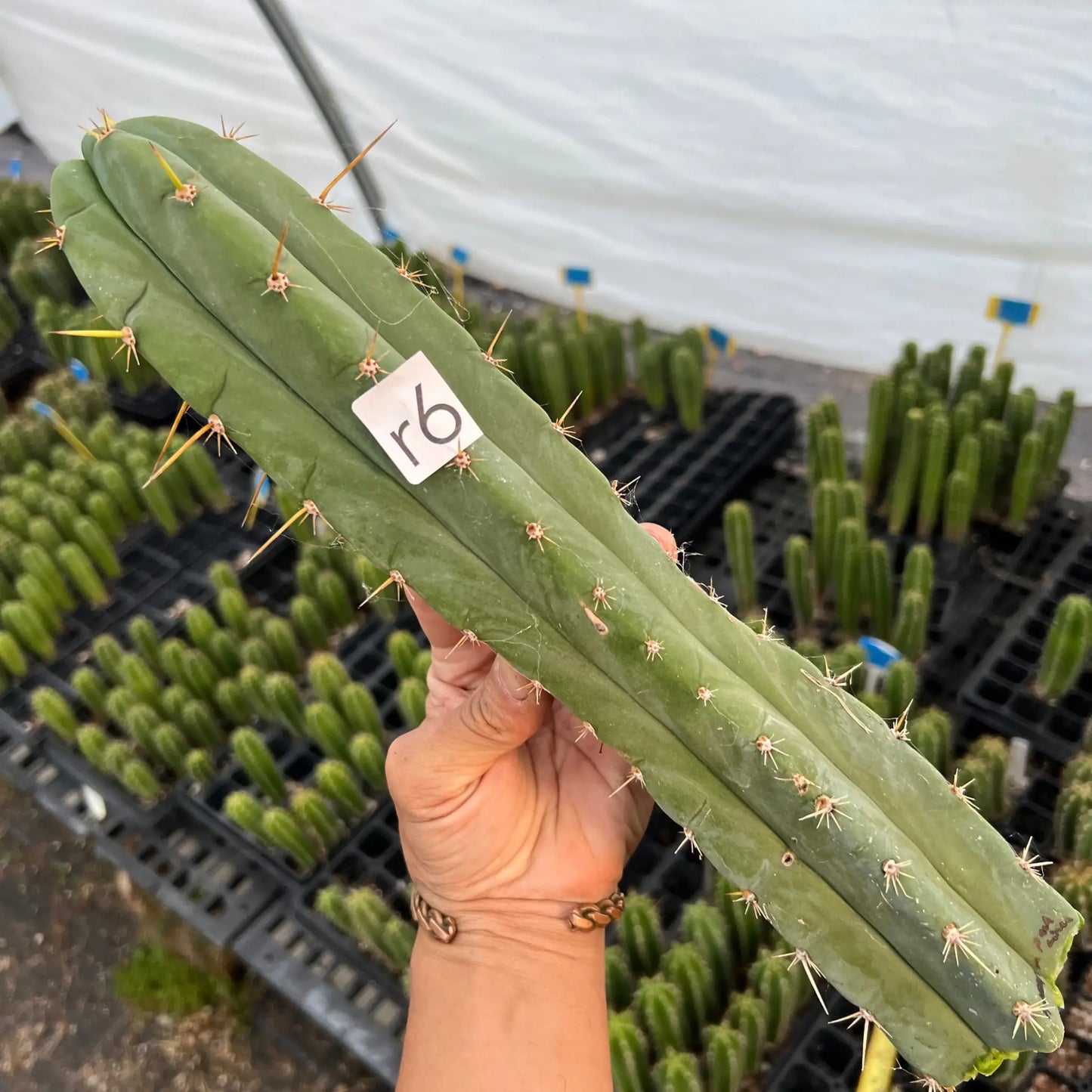 huarazensis x pach Lima - r6 14” center cut - live cactus