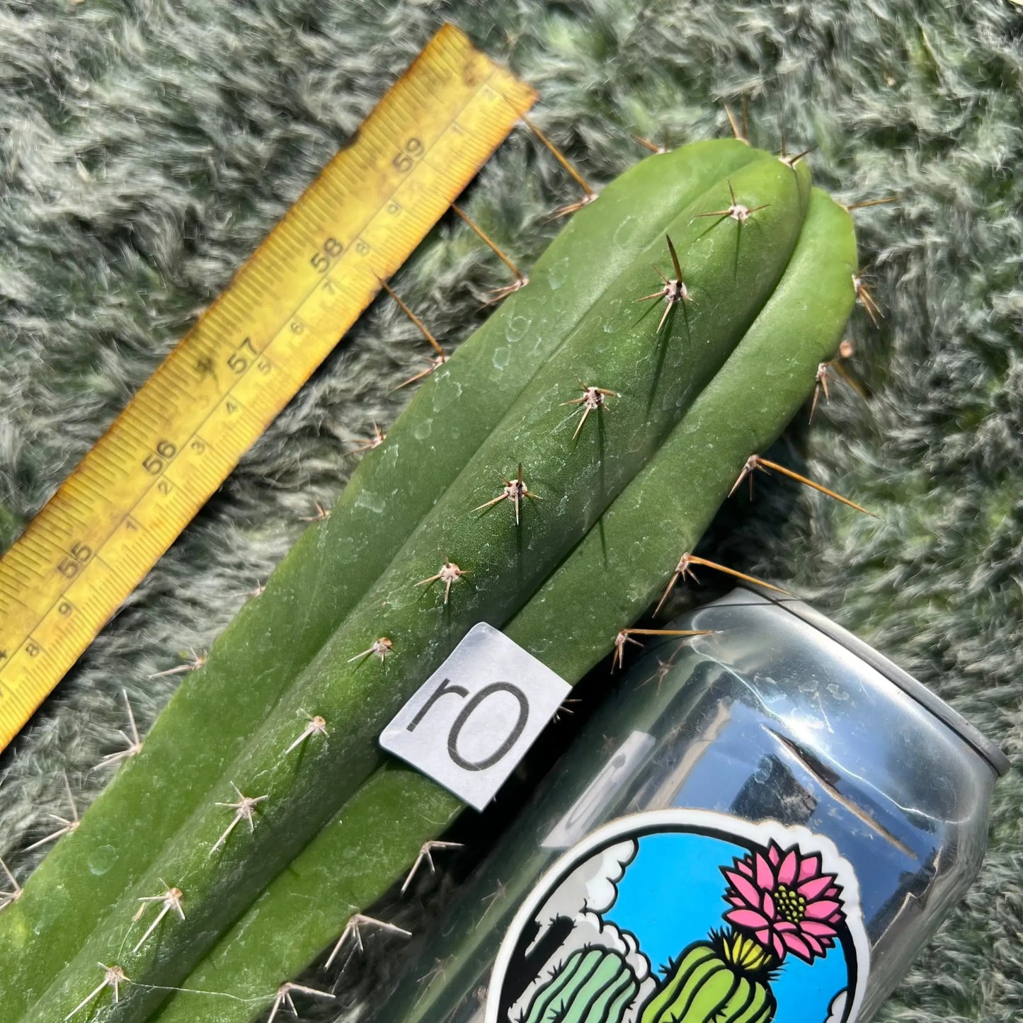 huarazensis x yowie - r0 10” tip cutting - live cactus plant