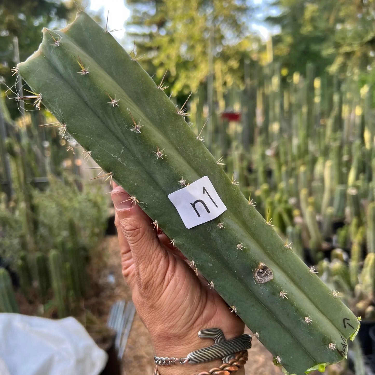 Huari - n1 10” center cut - live cactus plant