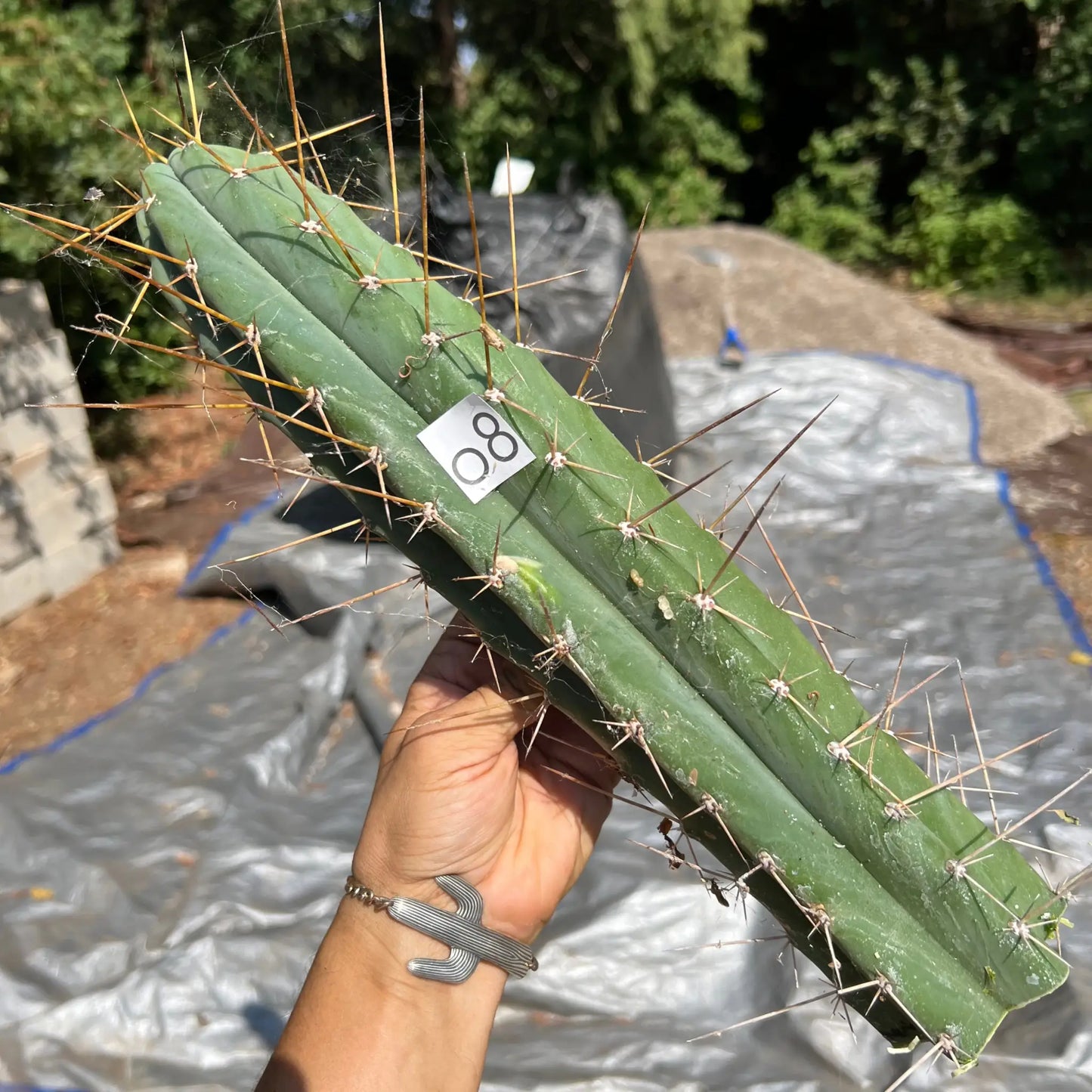 Huarimayo - o8 14” tip cutting - live cactus plant