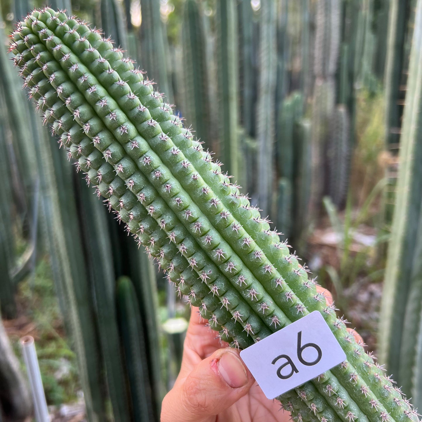 brevispinulosus