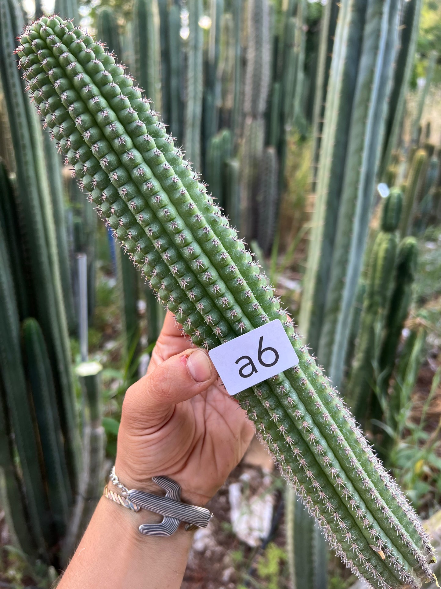 brevispinulosus