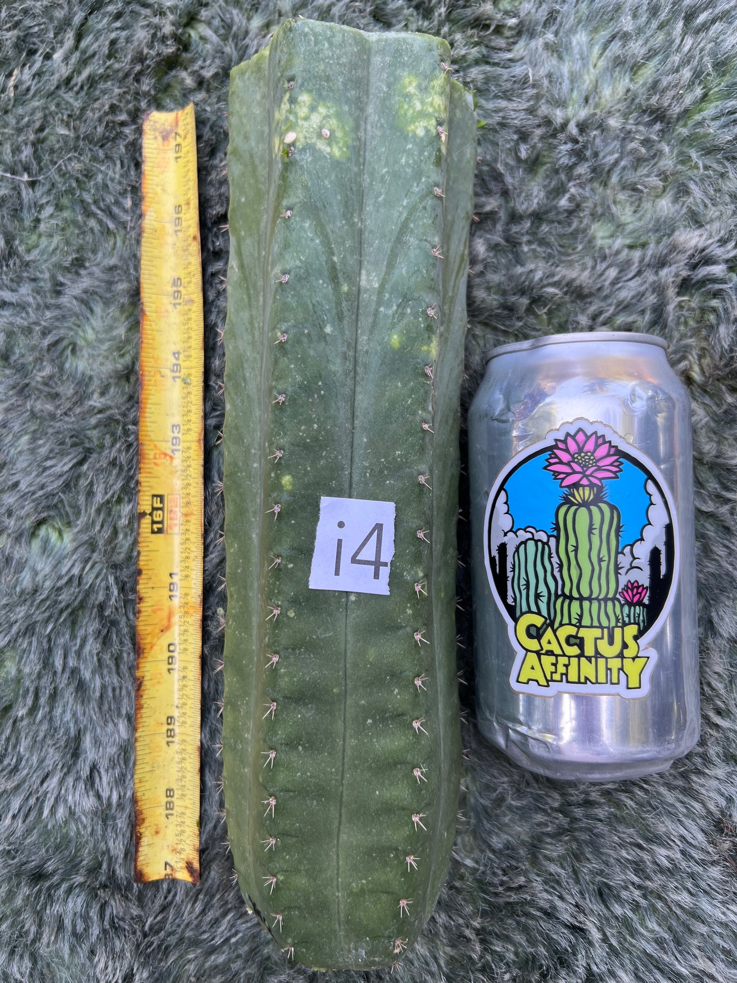 Tom J’s Giant (yard)