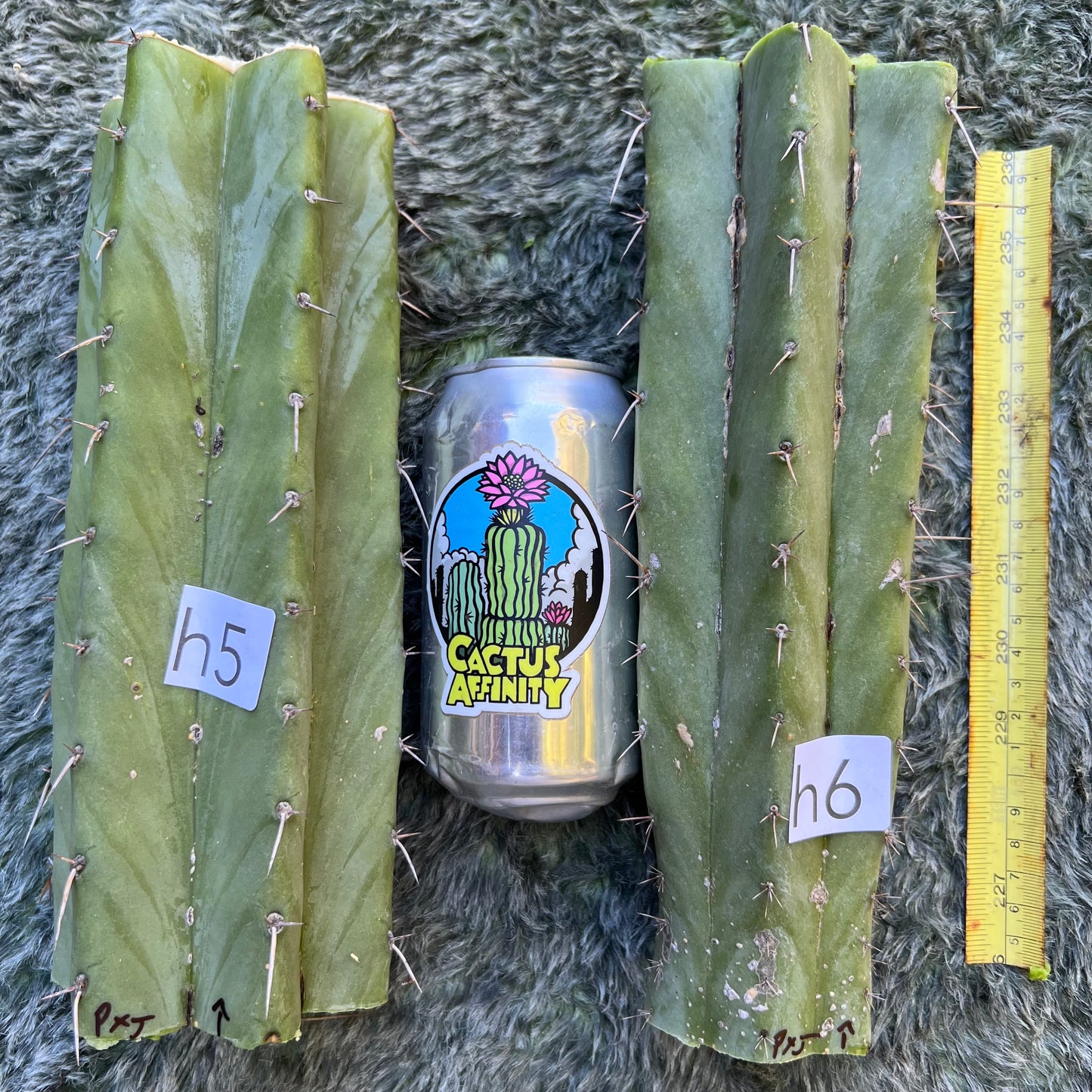 peru x J’s giant