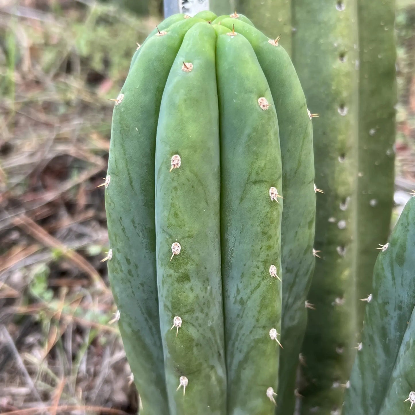 Jiimz J’s Giant - one 10” center cutting - live cactus plant