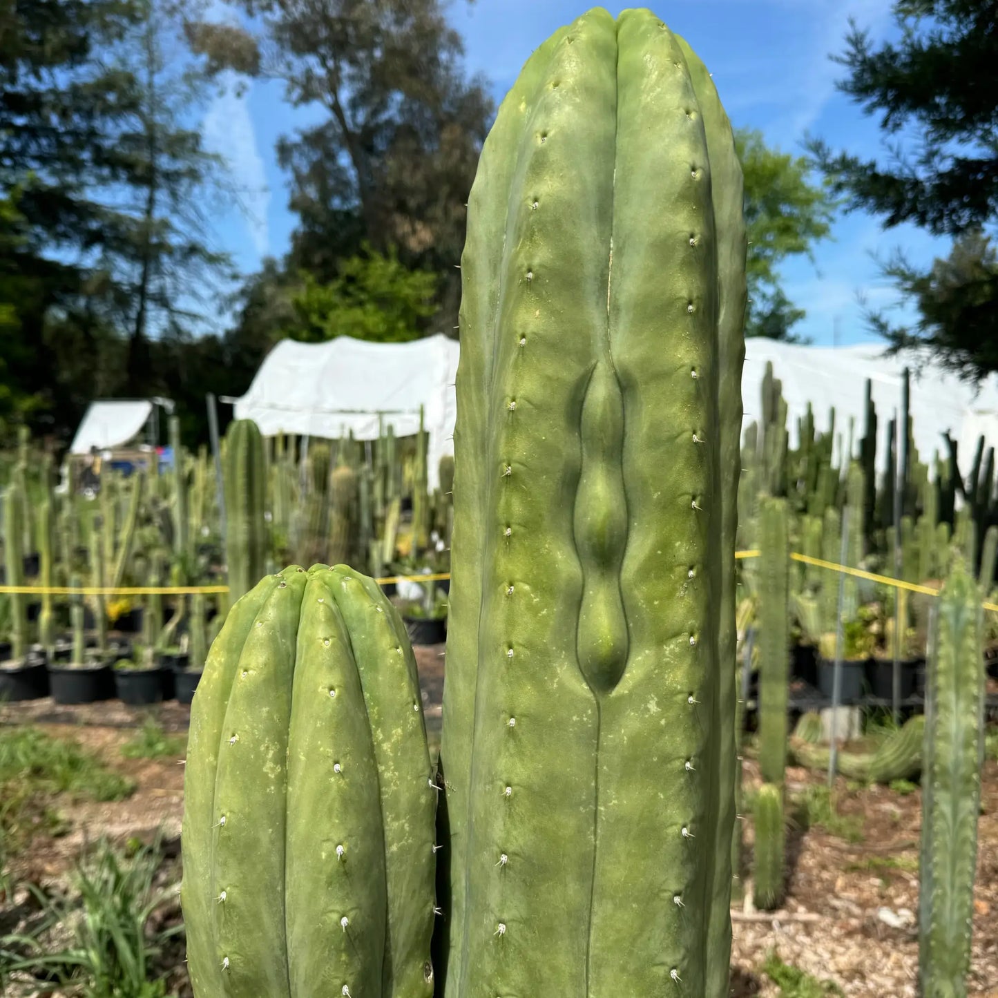 J’s Giant - live cactus plant