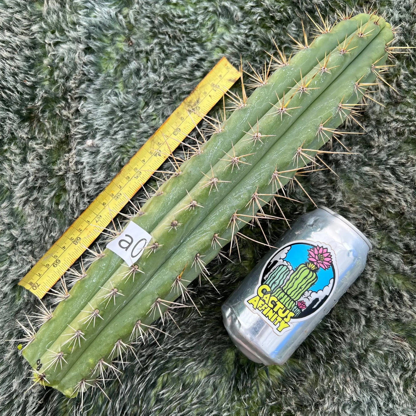 JS08 - a0 13” tip cut - live cactus plant