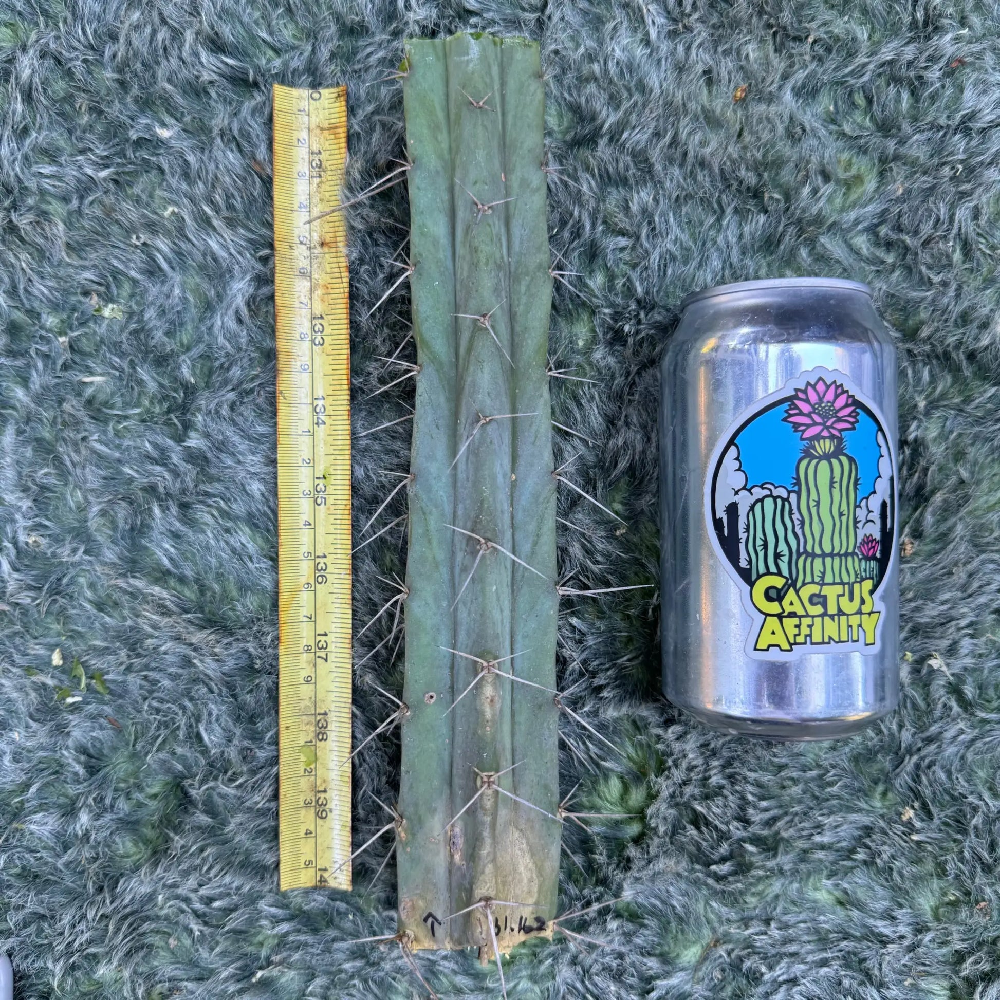 JS31.162 - 10” center cutting - live cactus plant