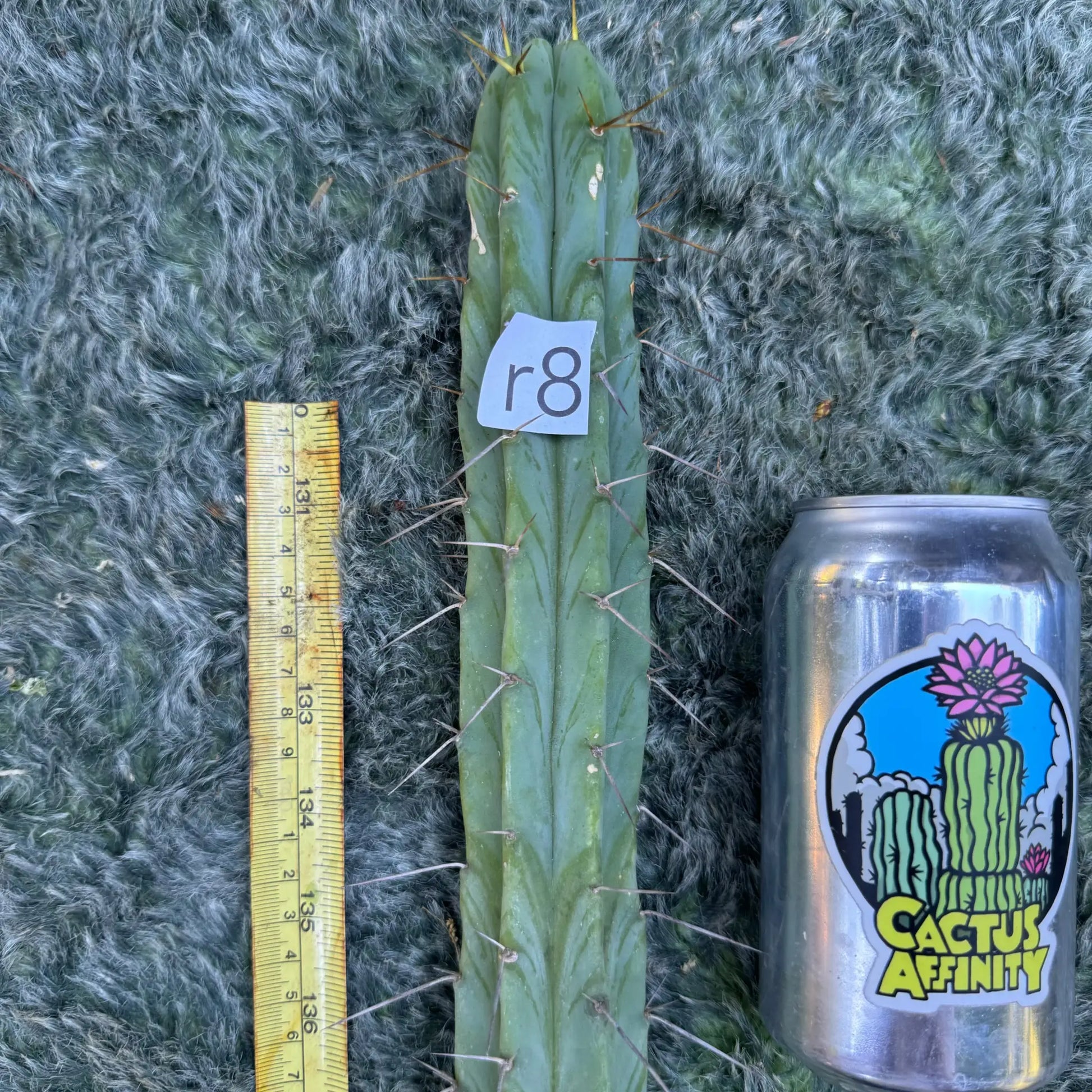 JS31.162 - live cactus plant