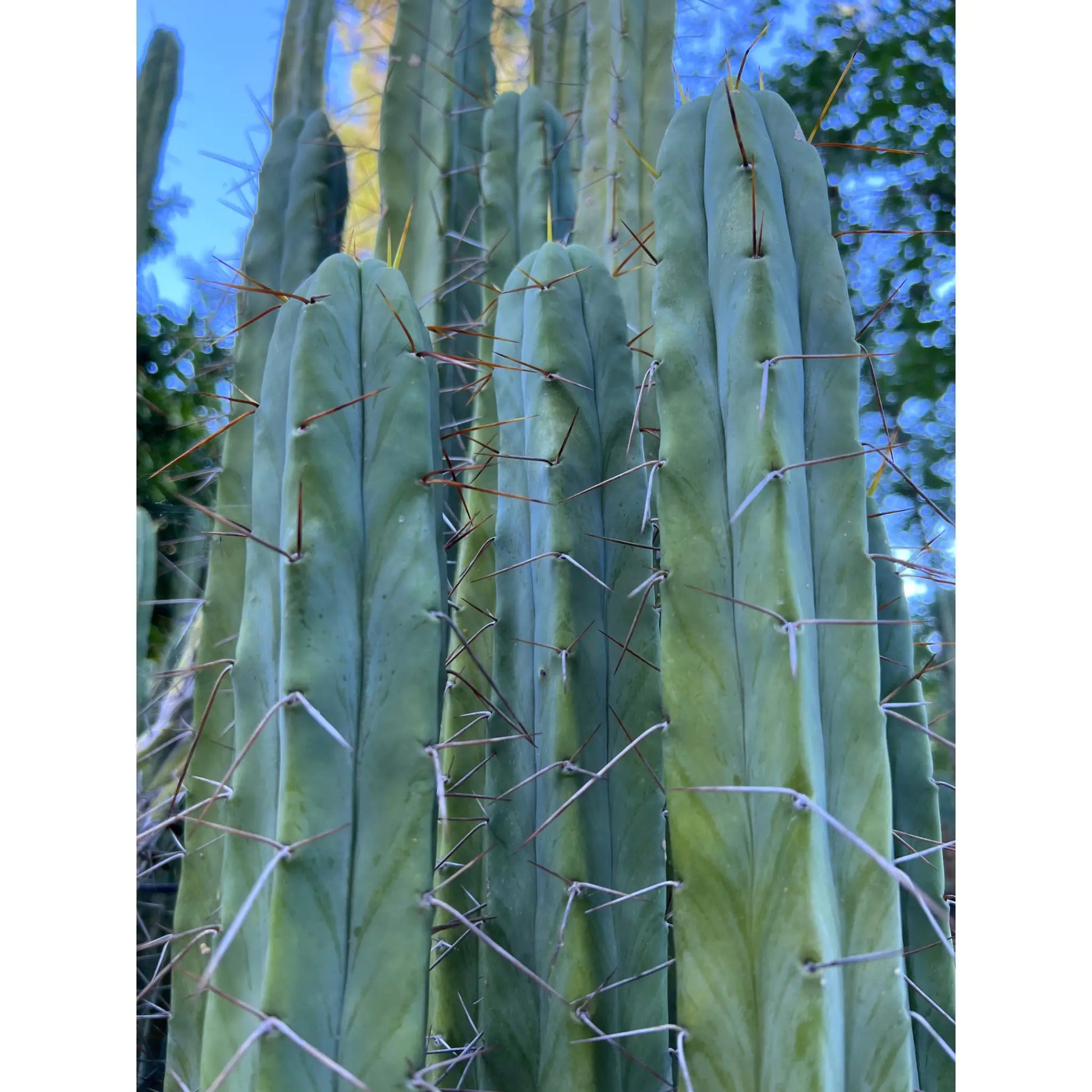 JS31.162 - live cactus plant