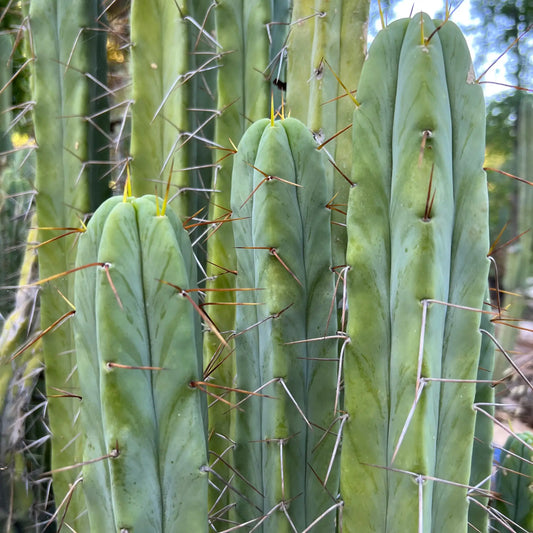 JS31.162 - live cactus plant
