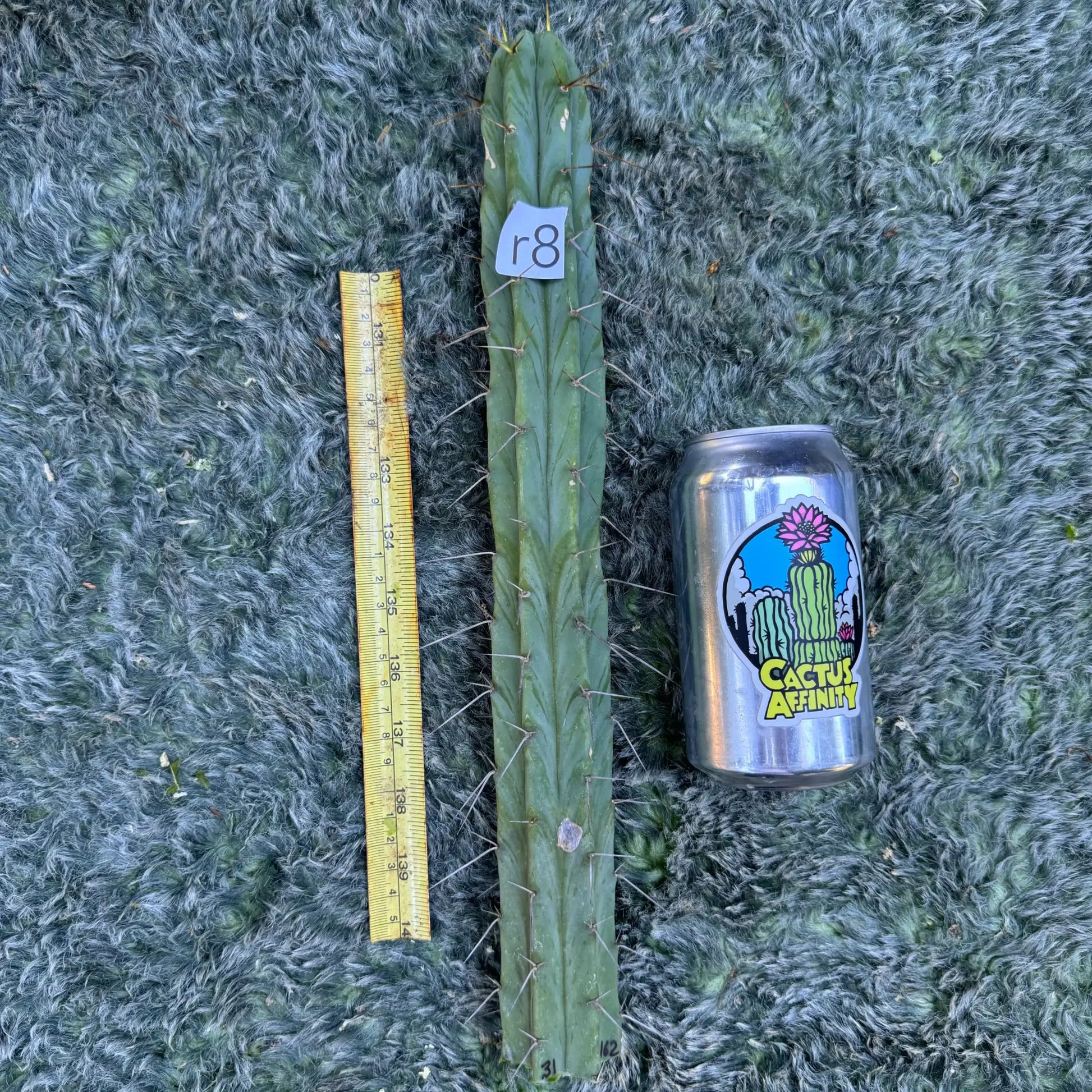 JS31.162 - r8 14” tip cutting - live cactus plant