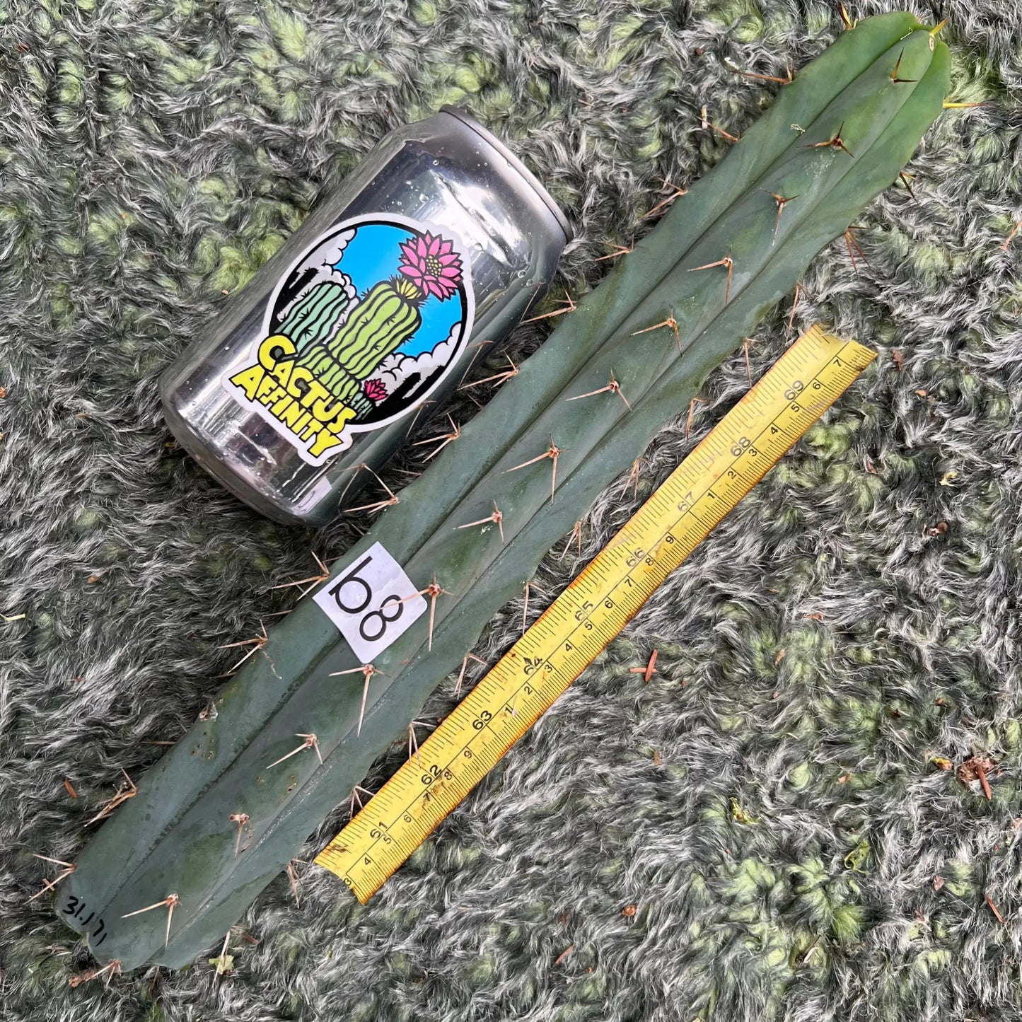 JS31.171 - free shipping - b8 14” tip cut - live cactus