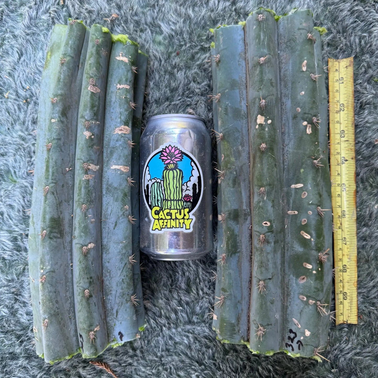 JS323 - one 10” center cutting - live cactus plant