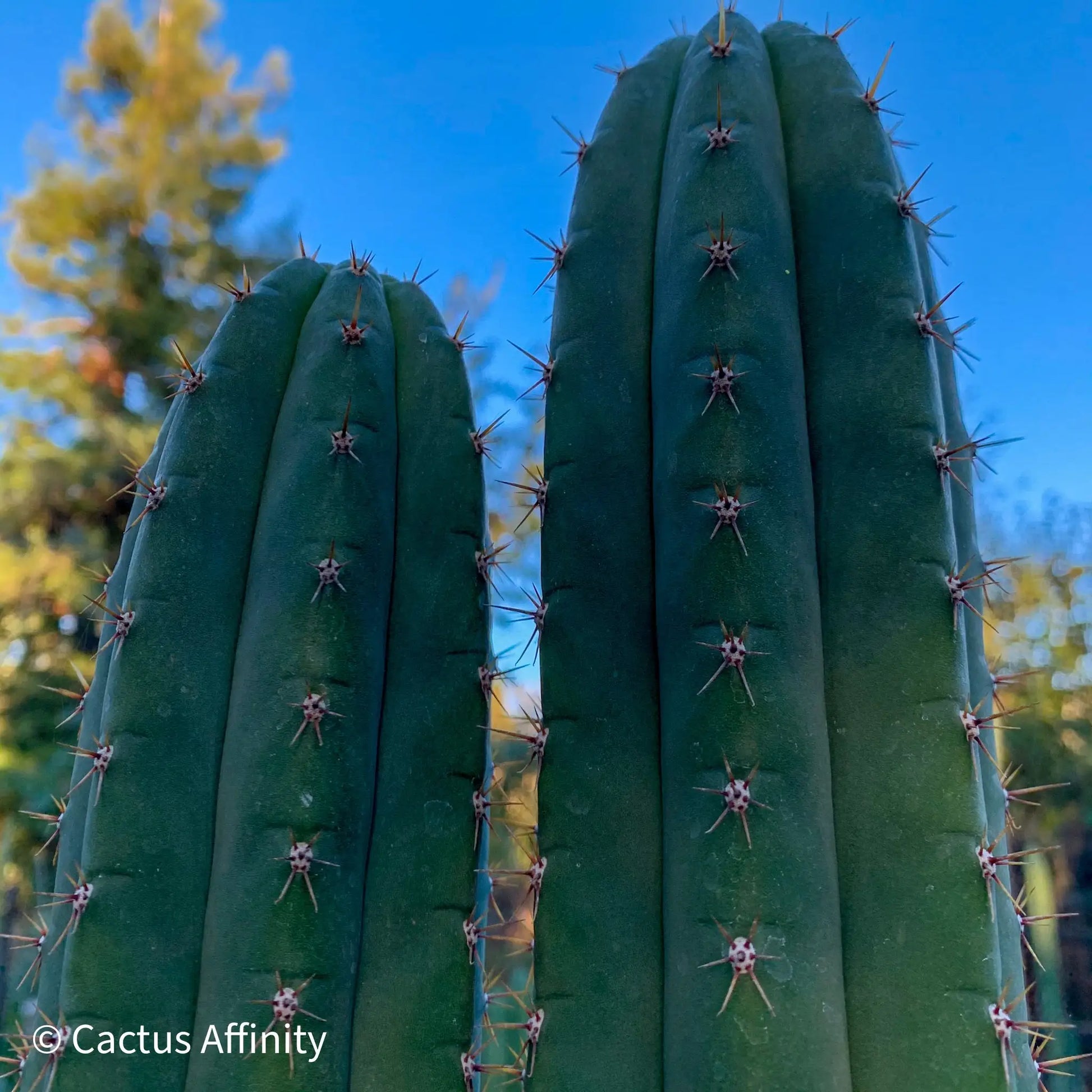 JS350a - live cactus plant