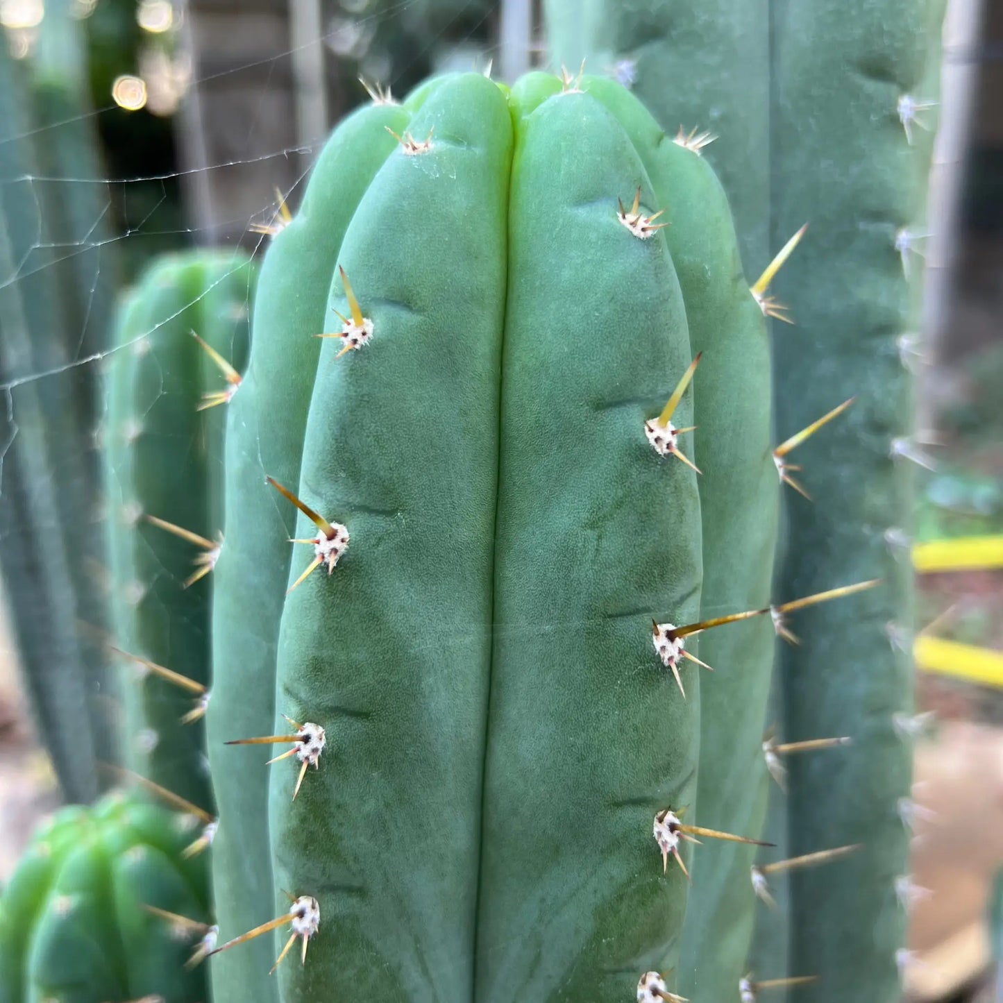 JS350b - live cactus plant