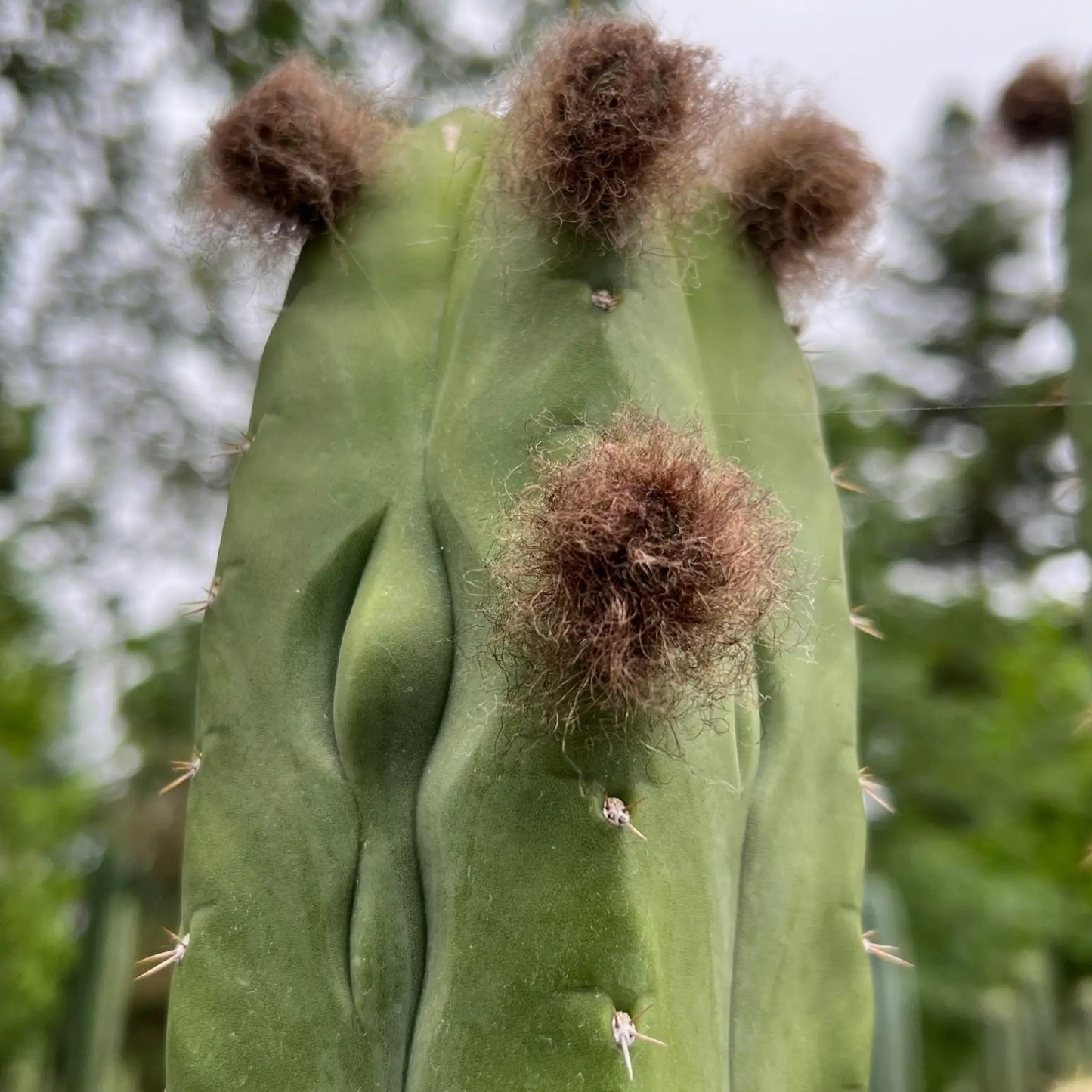 JS350b - live cactus plant