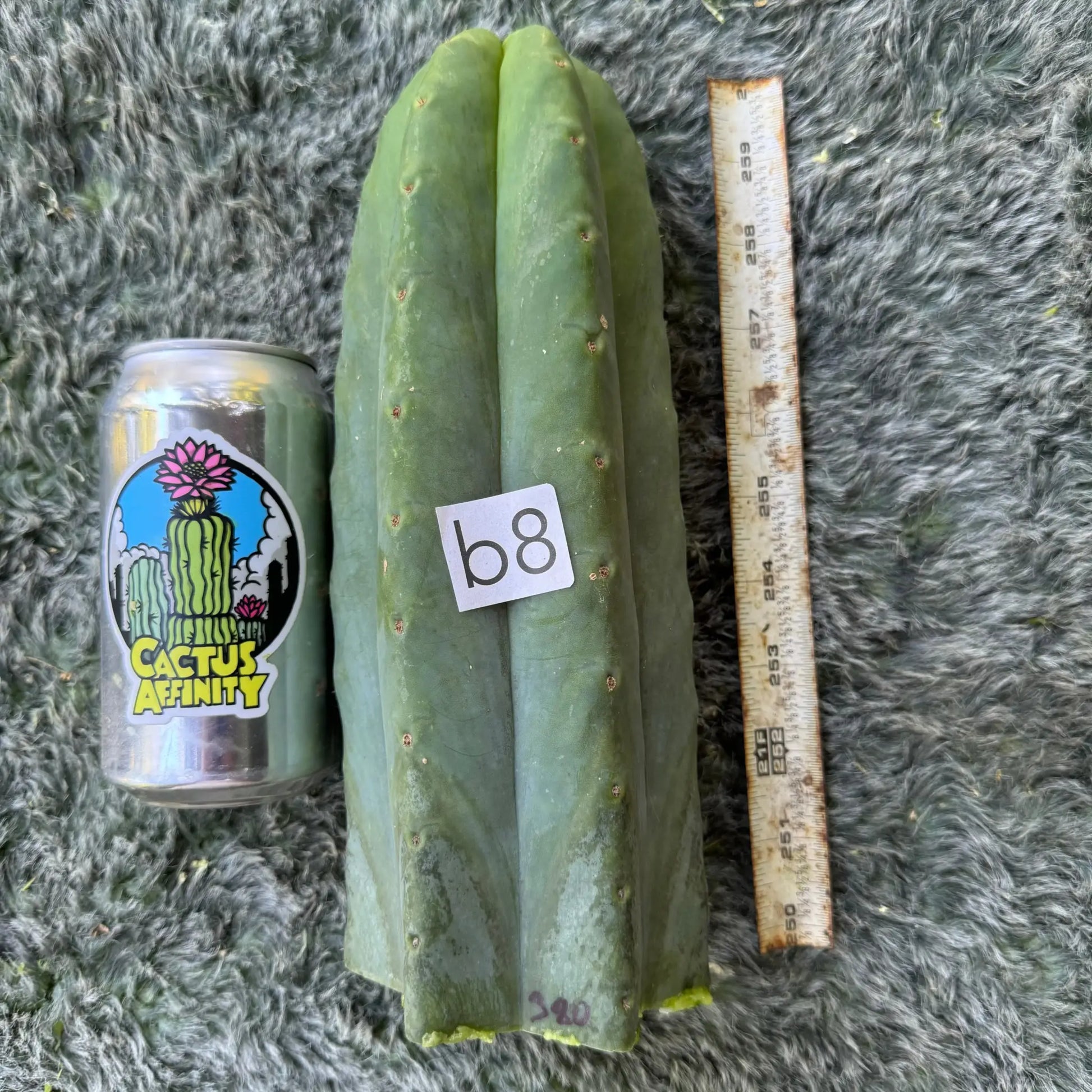 JS380 - b8 10” tip cutting - live cactus plant