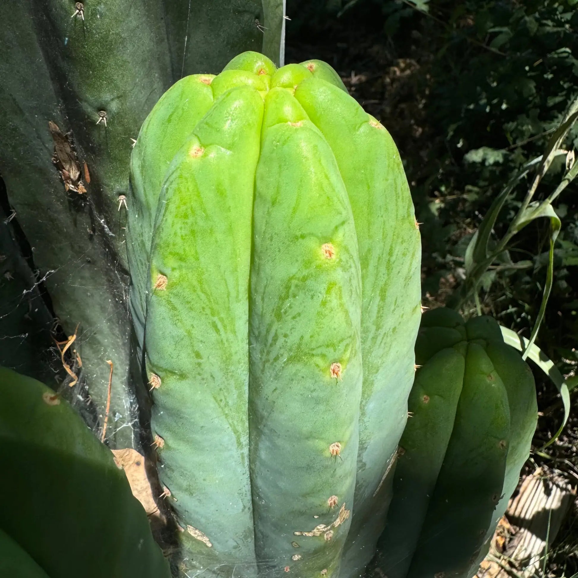 JS380 - live cactus plant