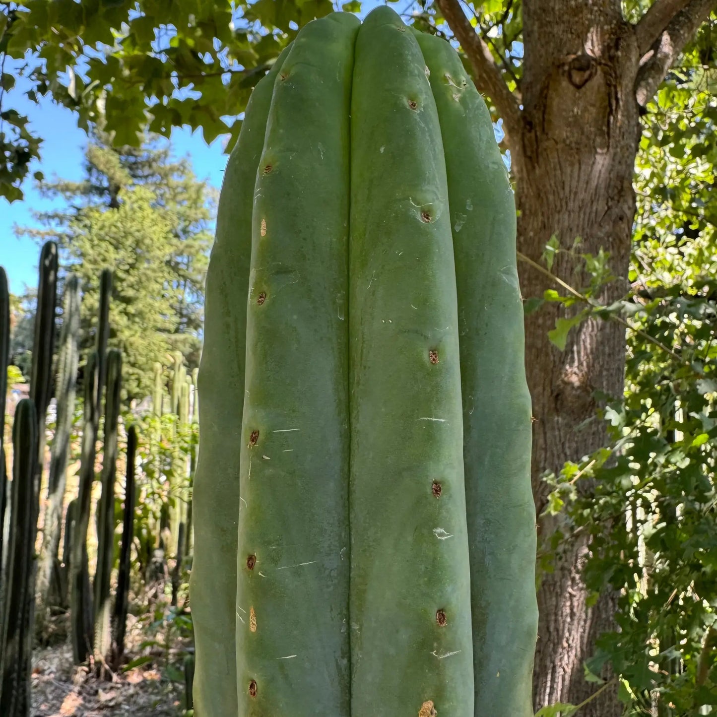JS380 - live cactus plant