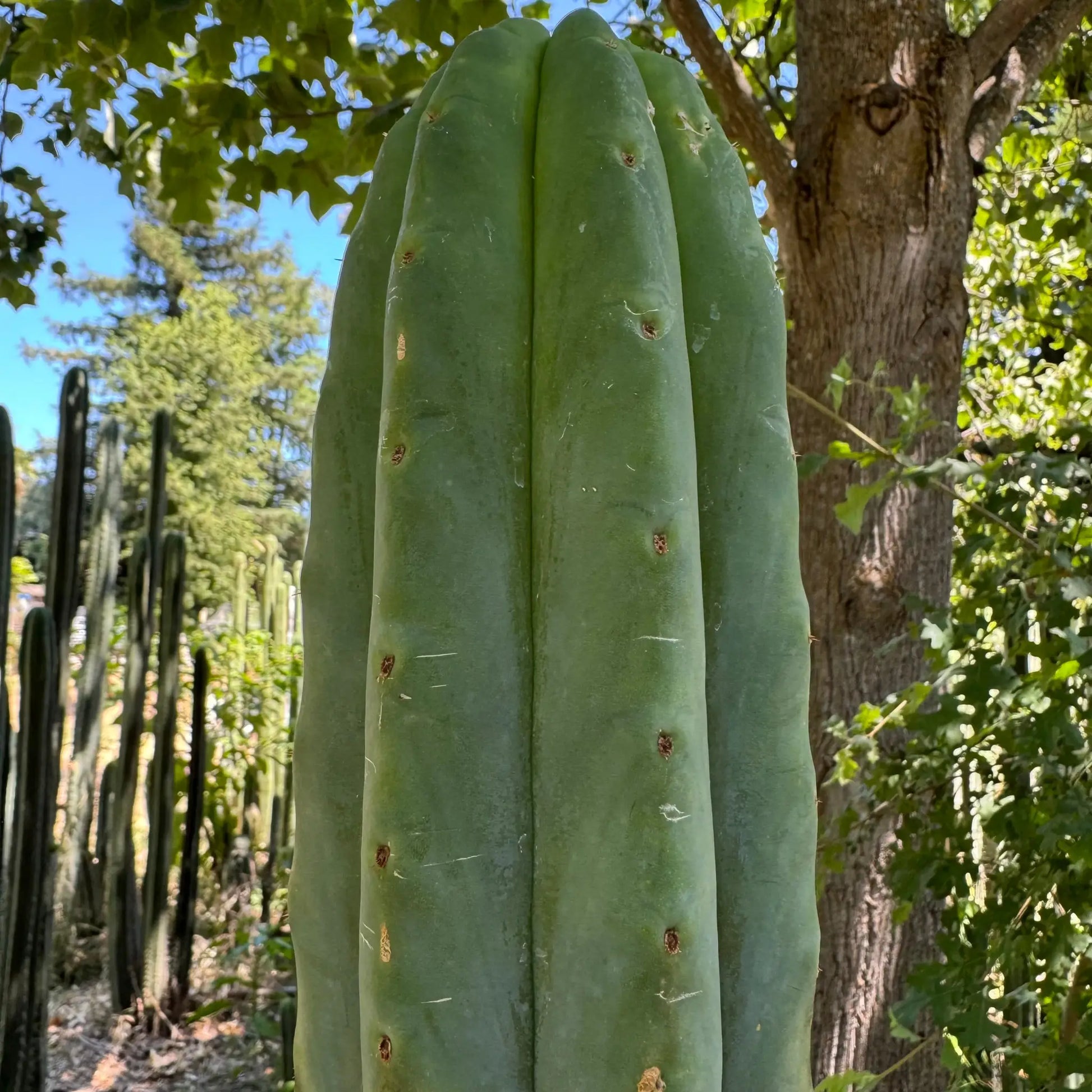 JS380 - live cactus plant