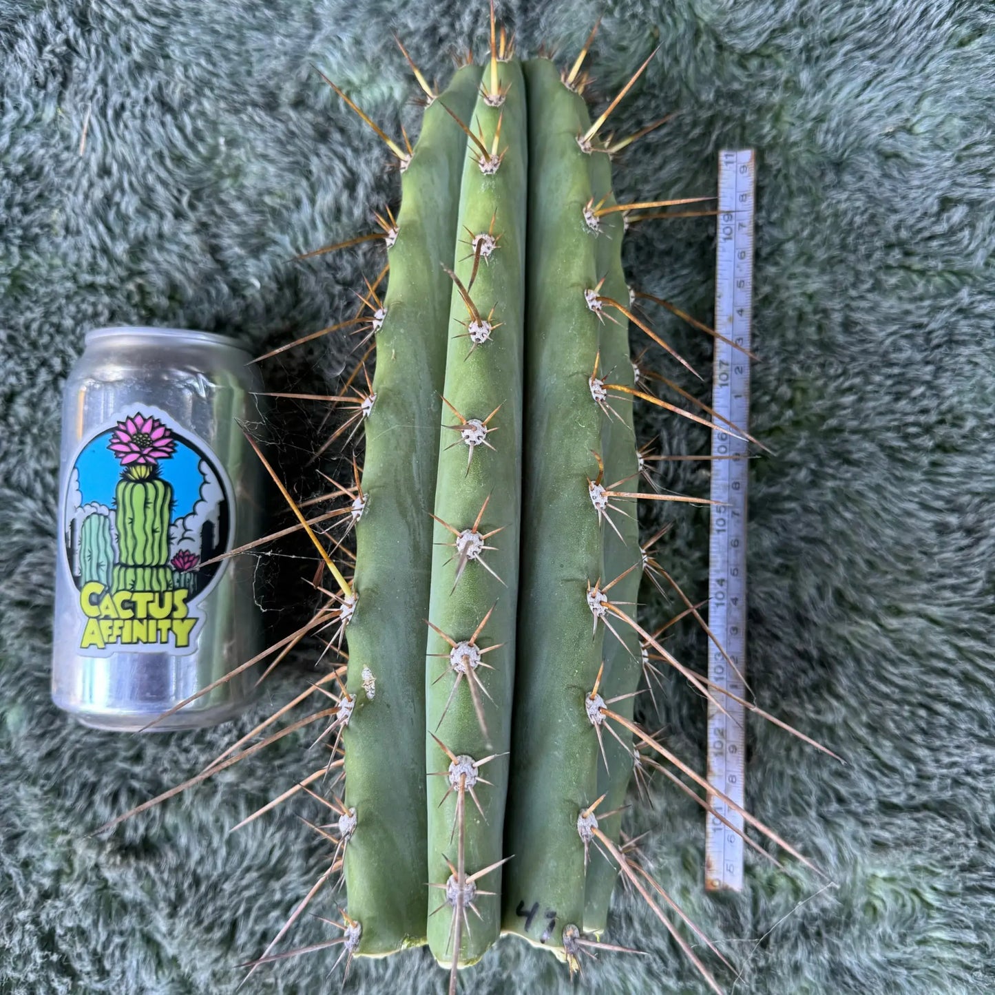 JS47 - one 10” tip cutting - live cactus plant