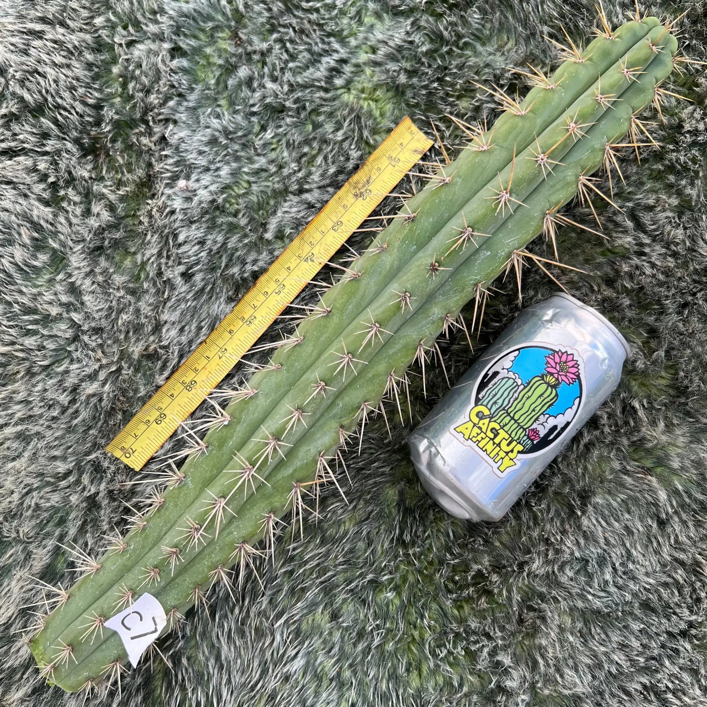 Kakster’s ayacucho ‘Middleton’ - c7 18” tip cut