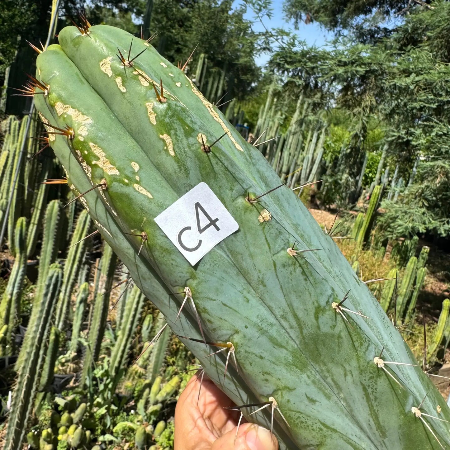 Kakster’s santaensis - c4 16” tip cutting - live cactus