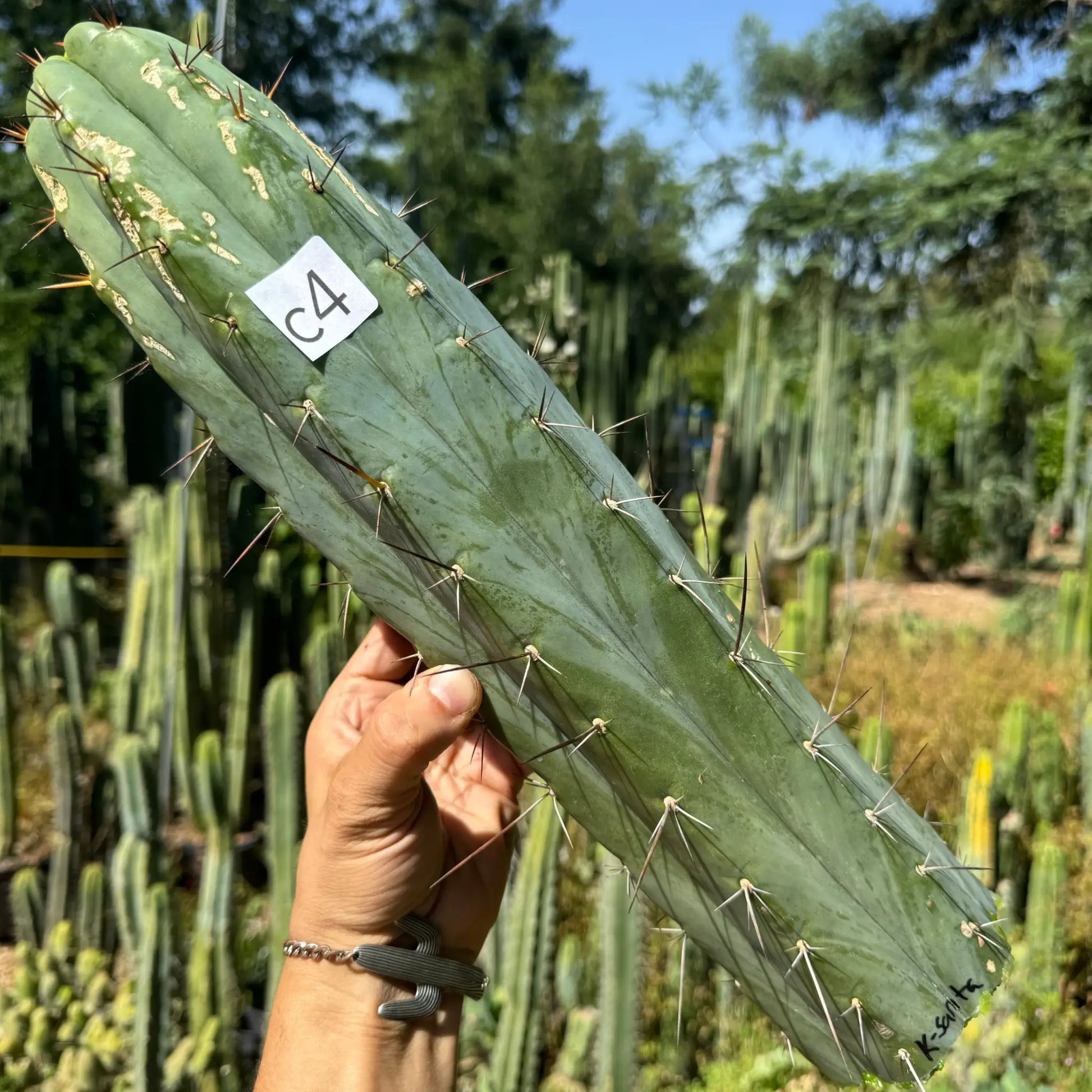 Kakster’s santaensis - c4 16” tip cutting - live cactus