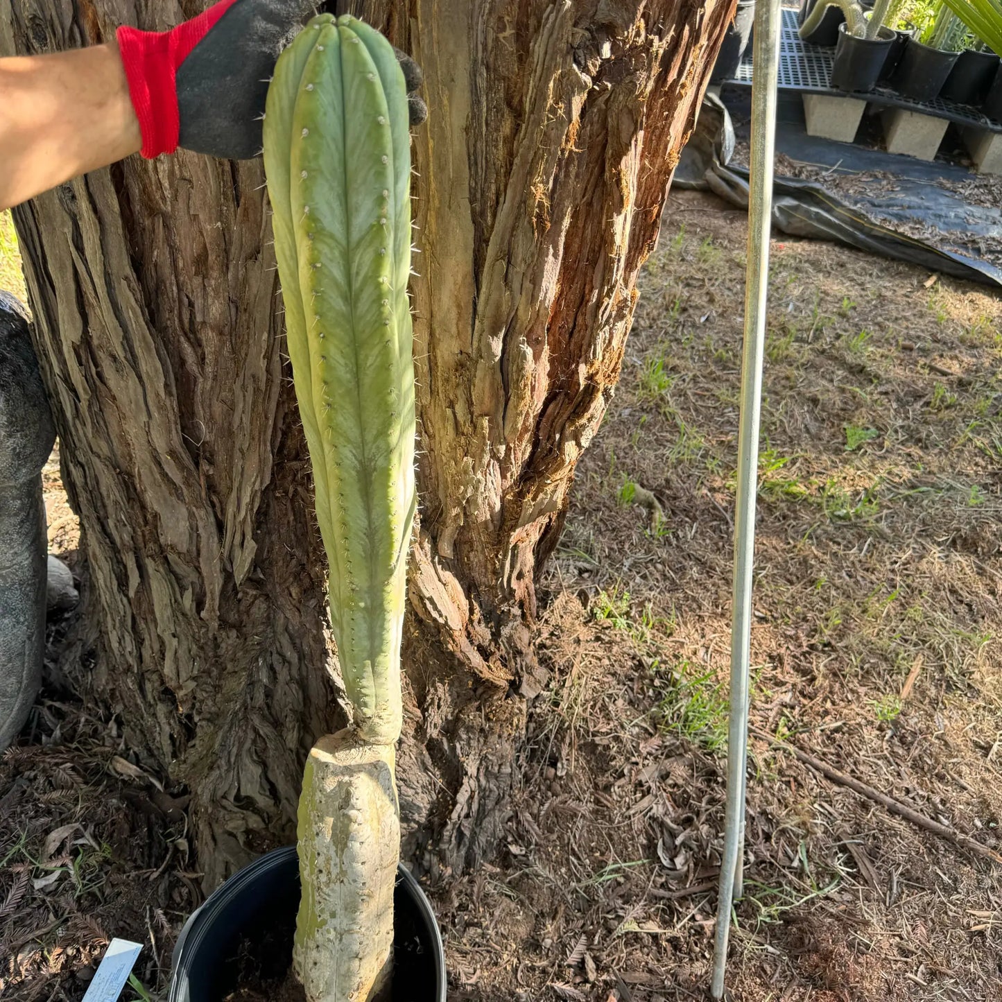 Kathleen - local pick up - large bare root cactus plant