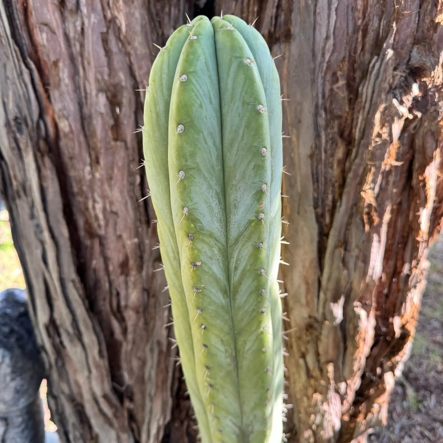 Kathleen - local pick up - large bare root cactus plant