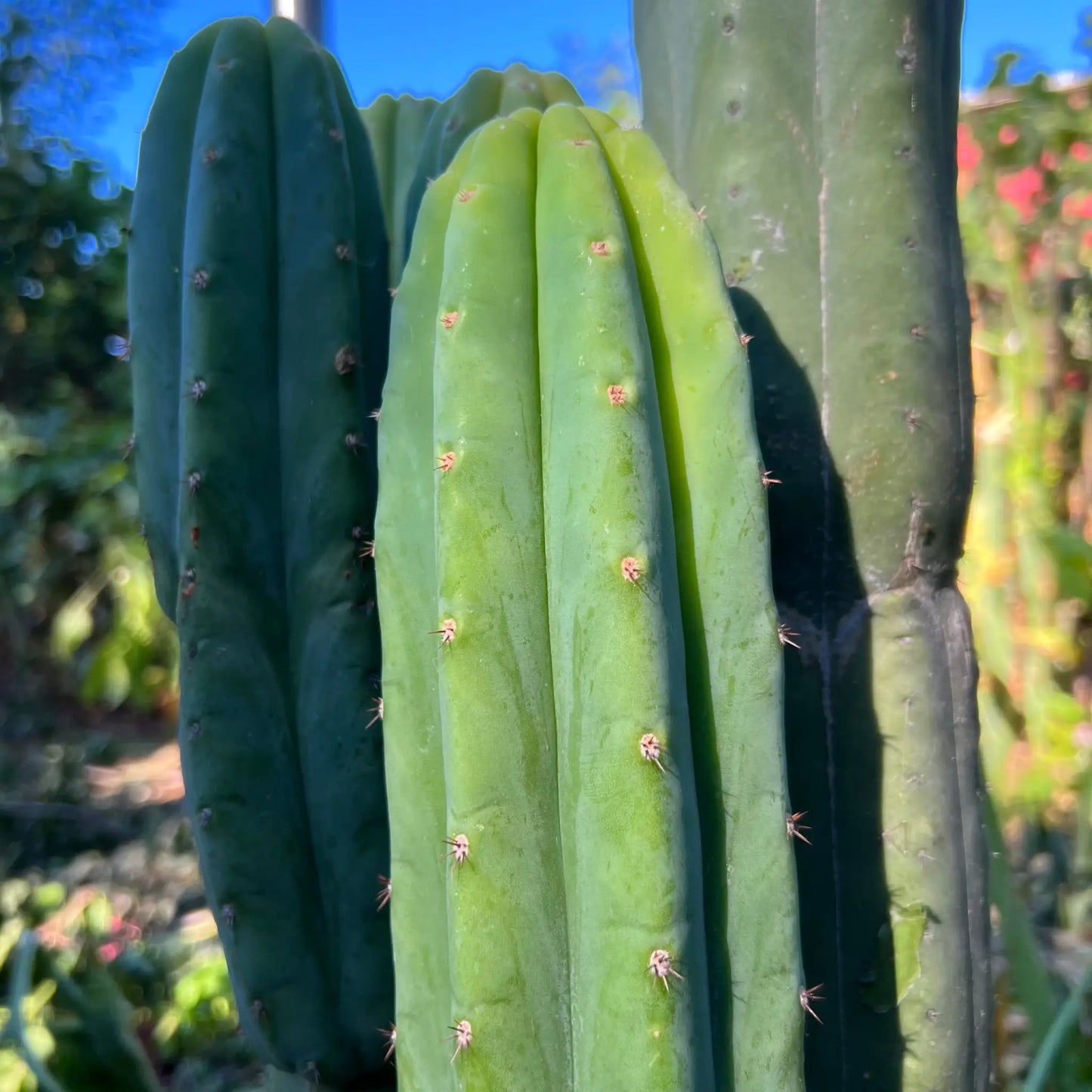 KK2150 - live cactus plant