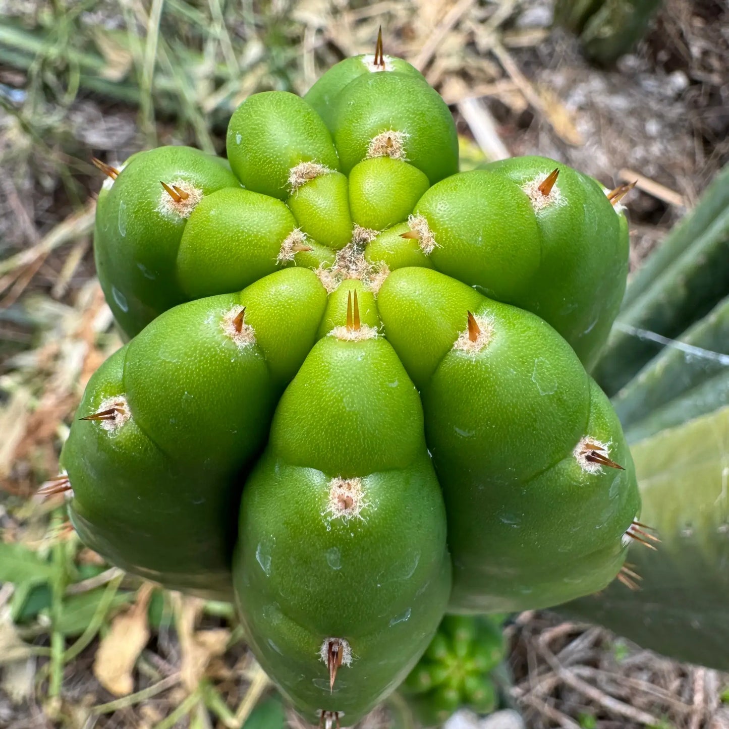KK2150 - live cactus plant