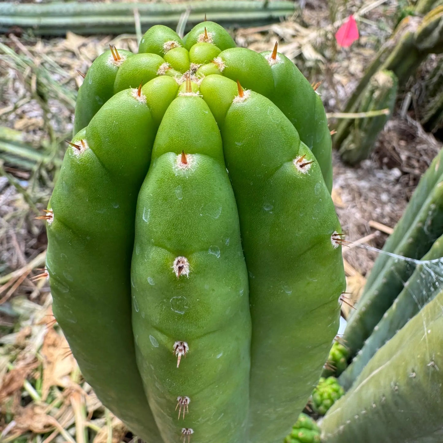 KK2150 - live cactus plant