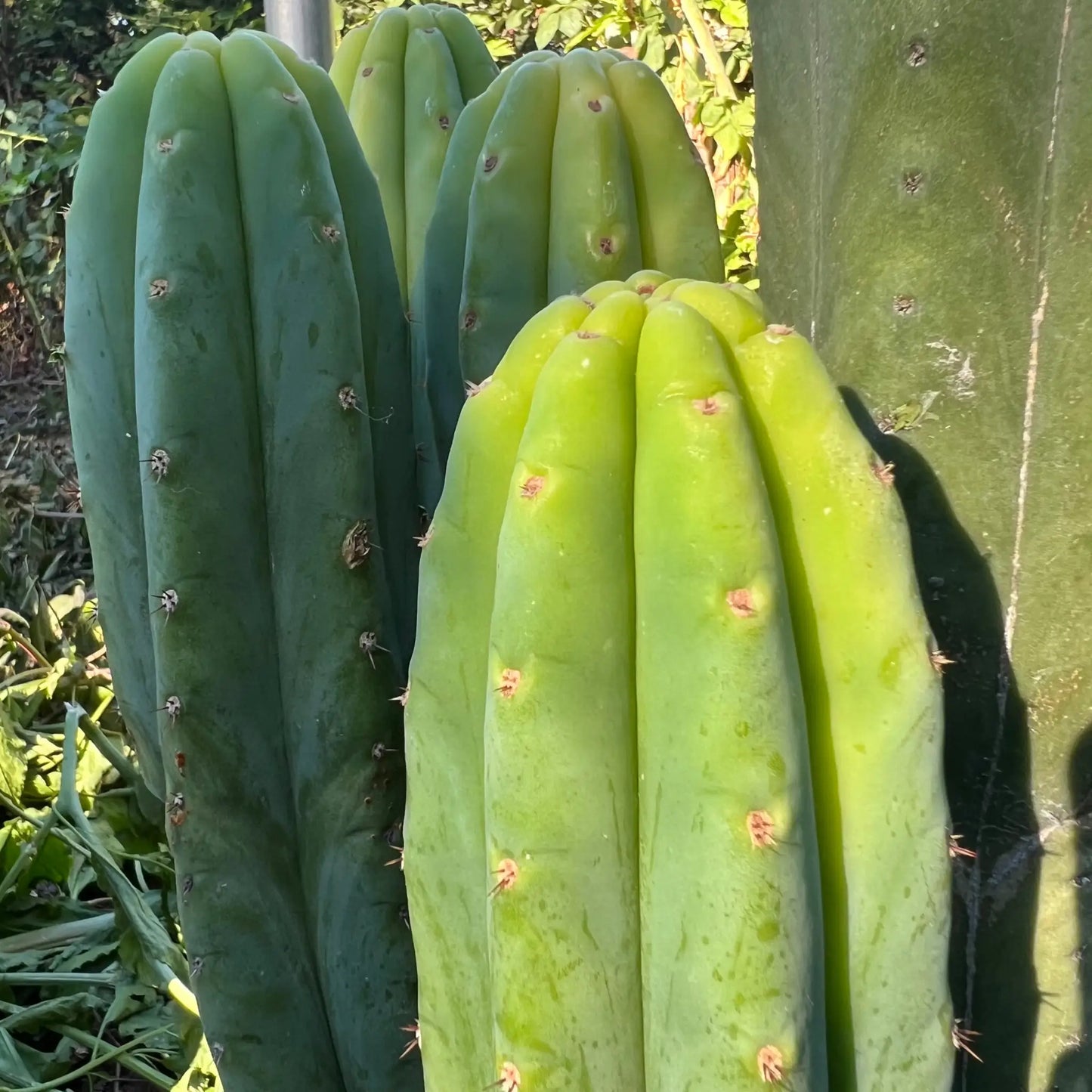 KK2150 - live cactus plant
