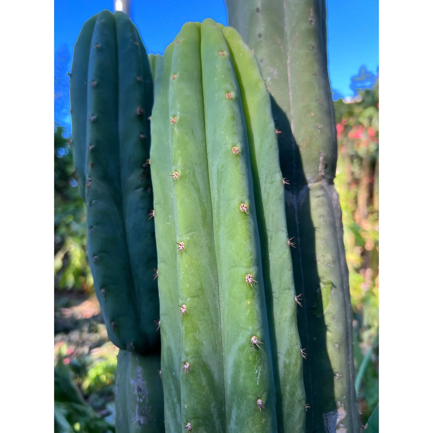 KK2150 - live cactus plant