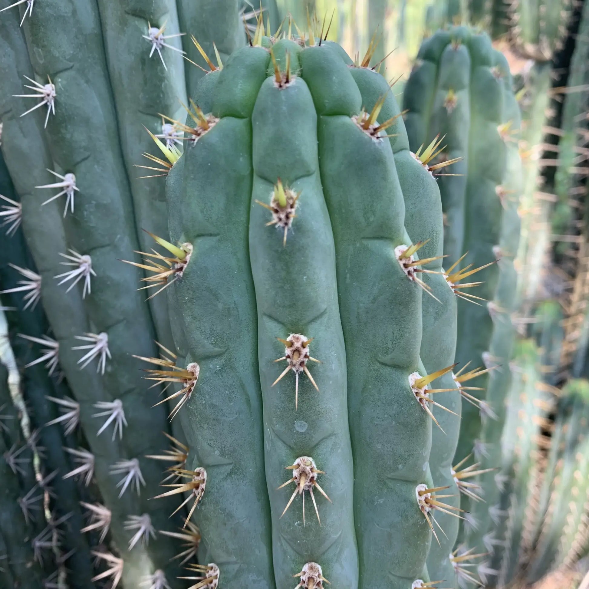knuthianus JS67 - one 10” center cutting - live cactus plant