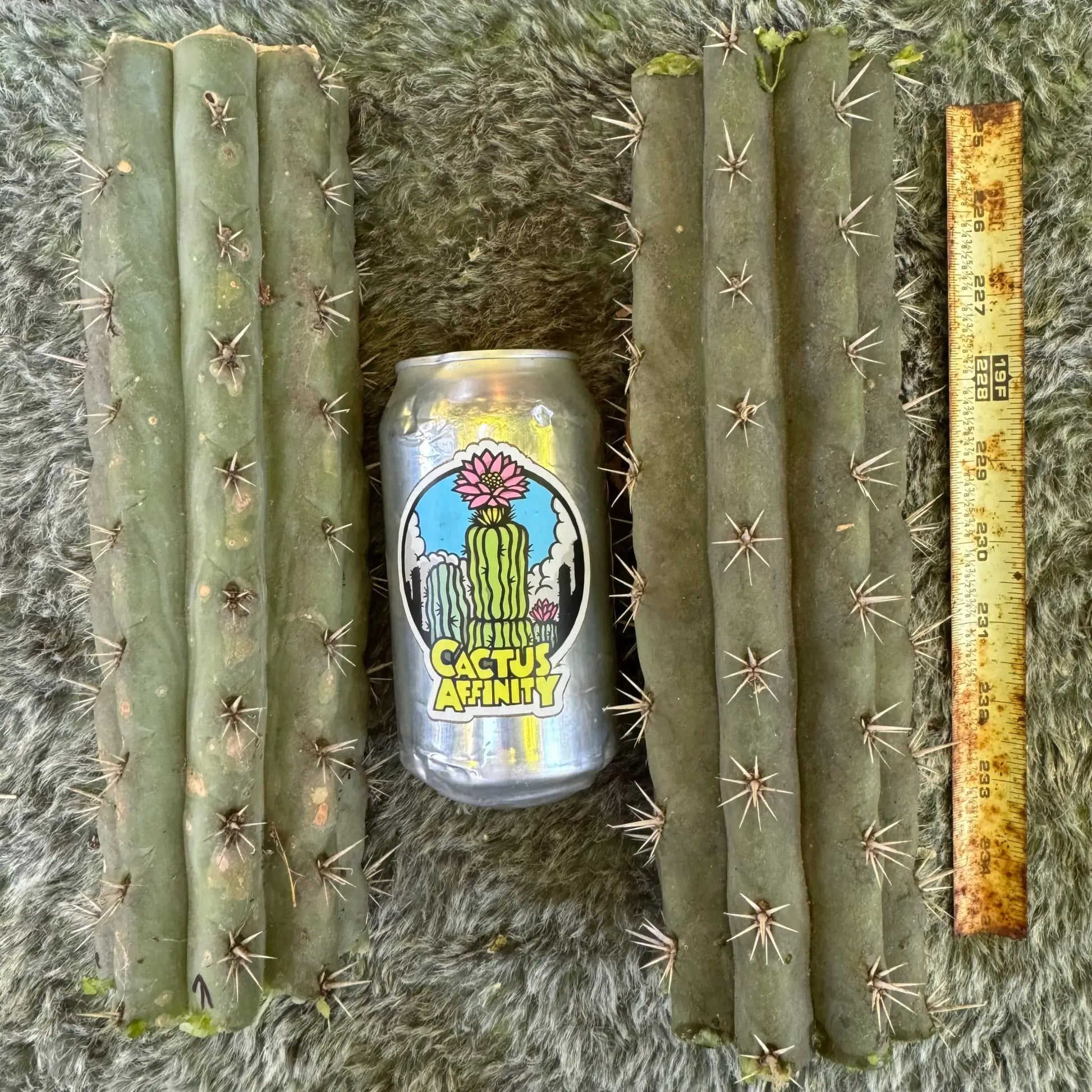 knuthianus JS67 - one 10” center cutting - live cactus plant