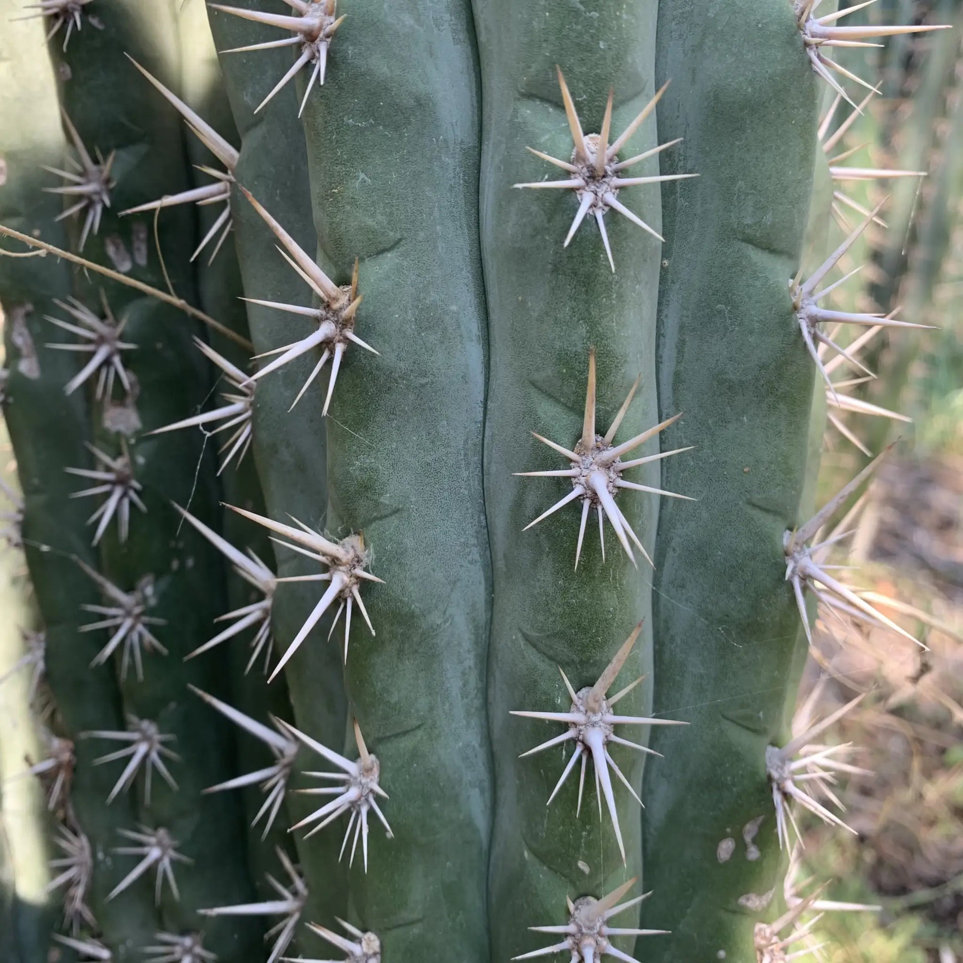 knuthianus JS67 - one 10” center cutting - live cactus plant