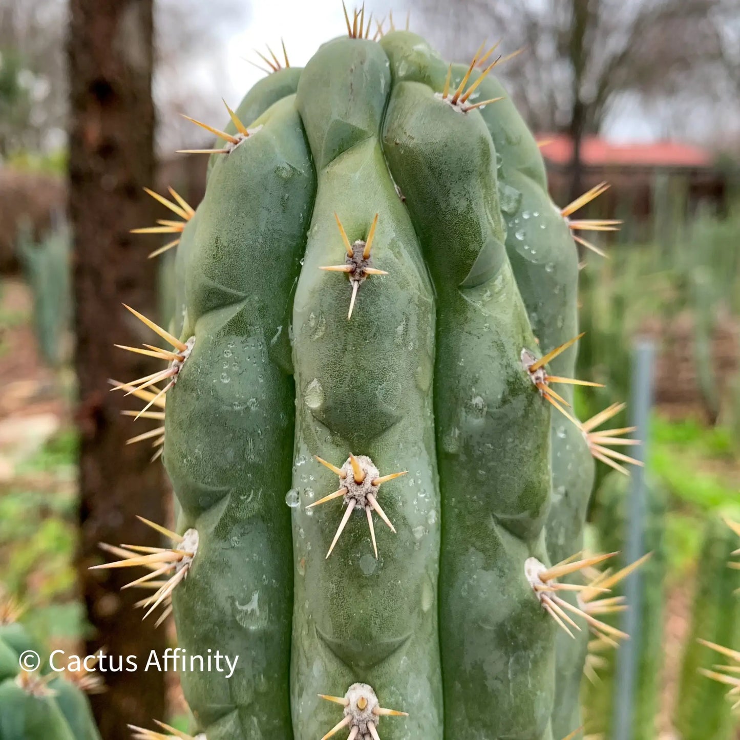 knuthianus JS67 - one 10” center cutting - live cactus plant