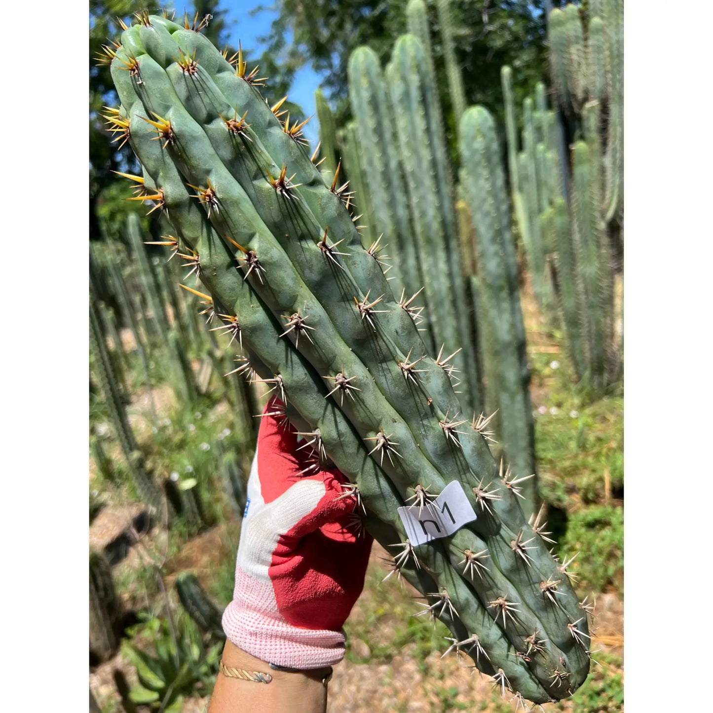 knuthianus JS67 - one 10” center cutting - live cactus plant