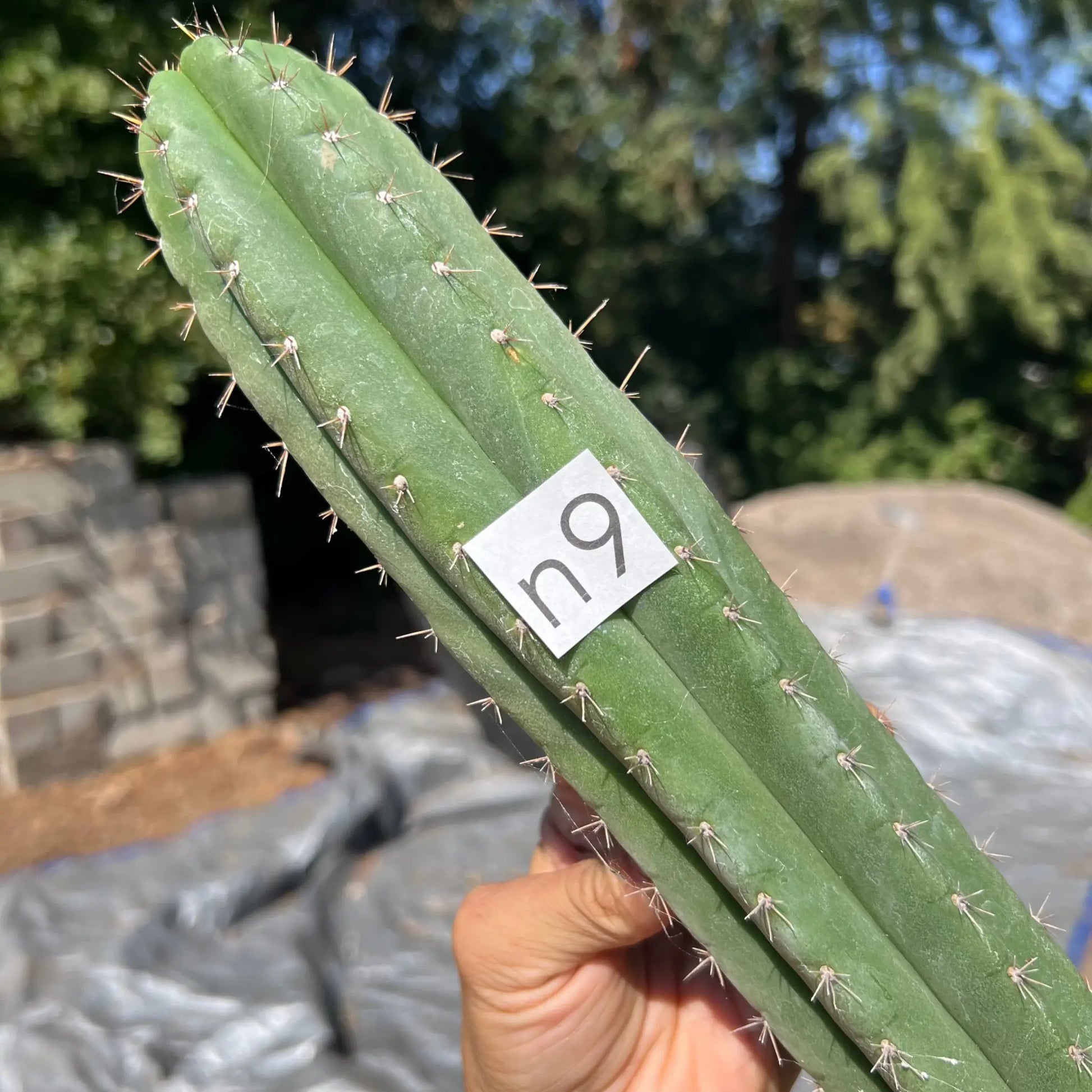 LER - free shipping - n9 14” tip cut - live cactus plant
