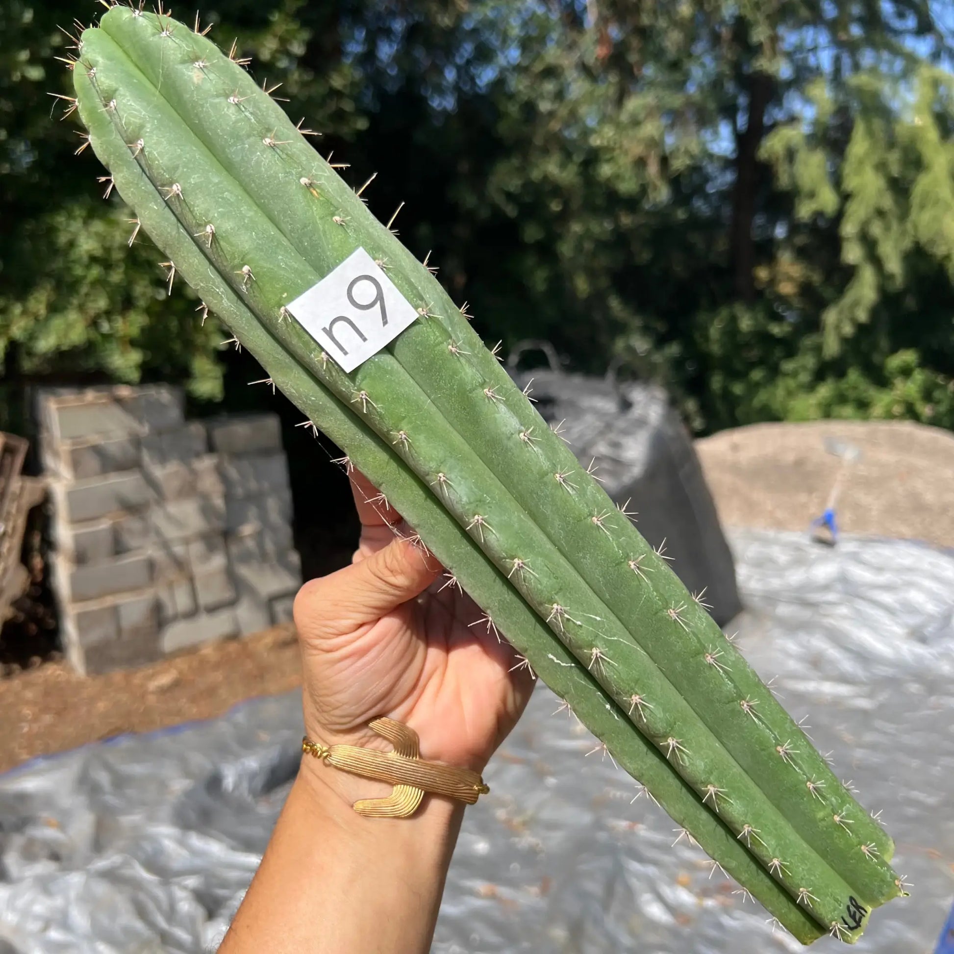 LER - free shipping - n9 14” tip cut - live cactus plant