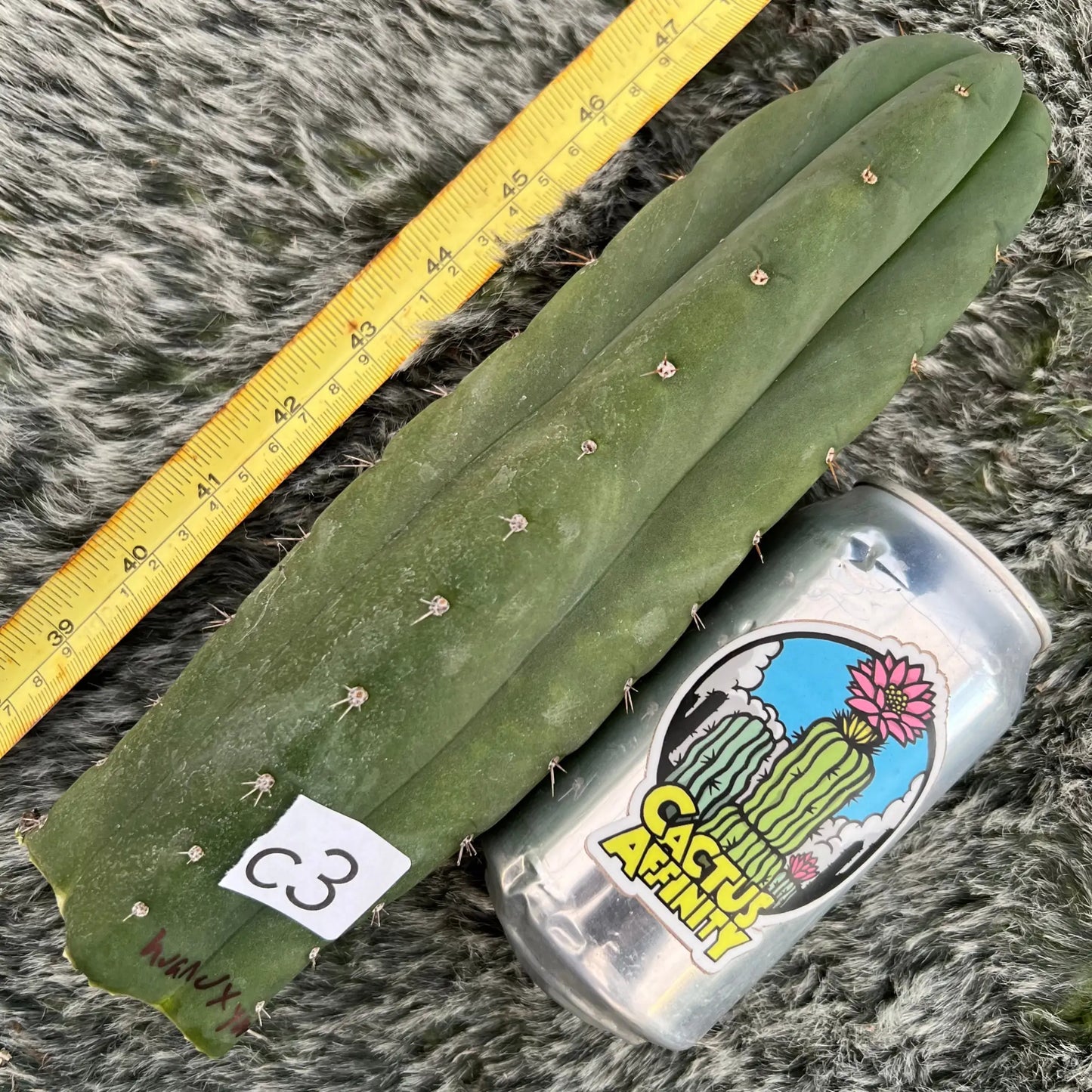LER x scop - d3 14” tip cutting - live cactus plant
