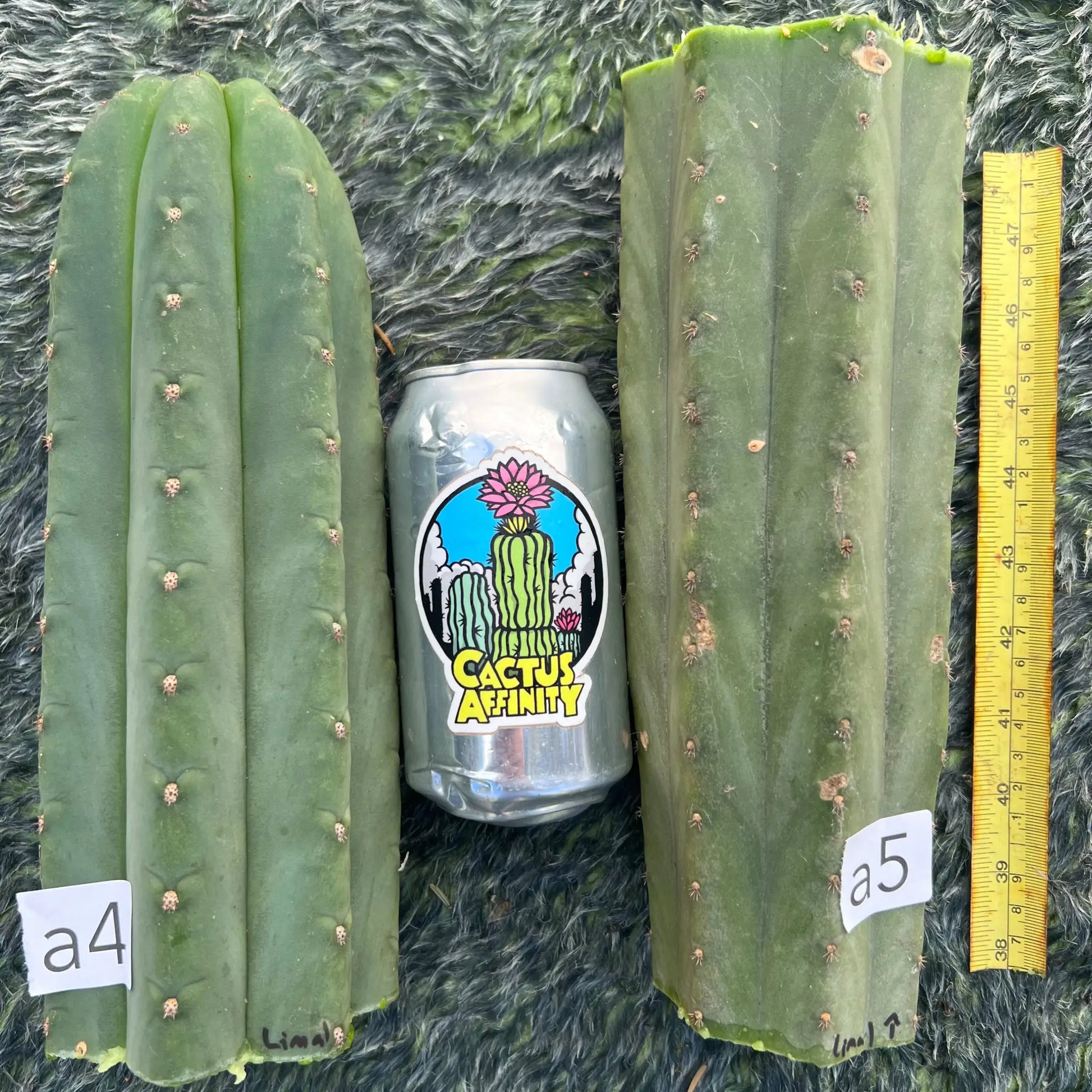 Lima - a4 10” tip cut - live cactus plant