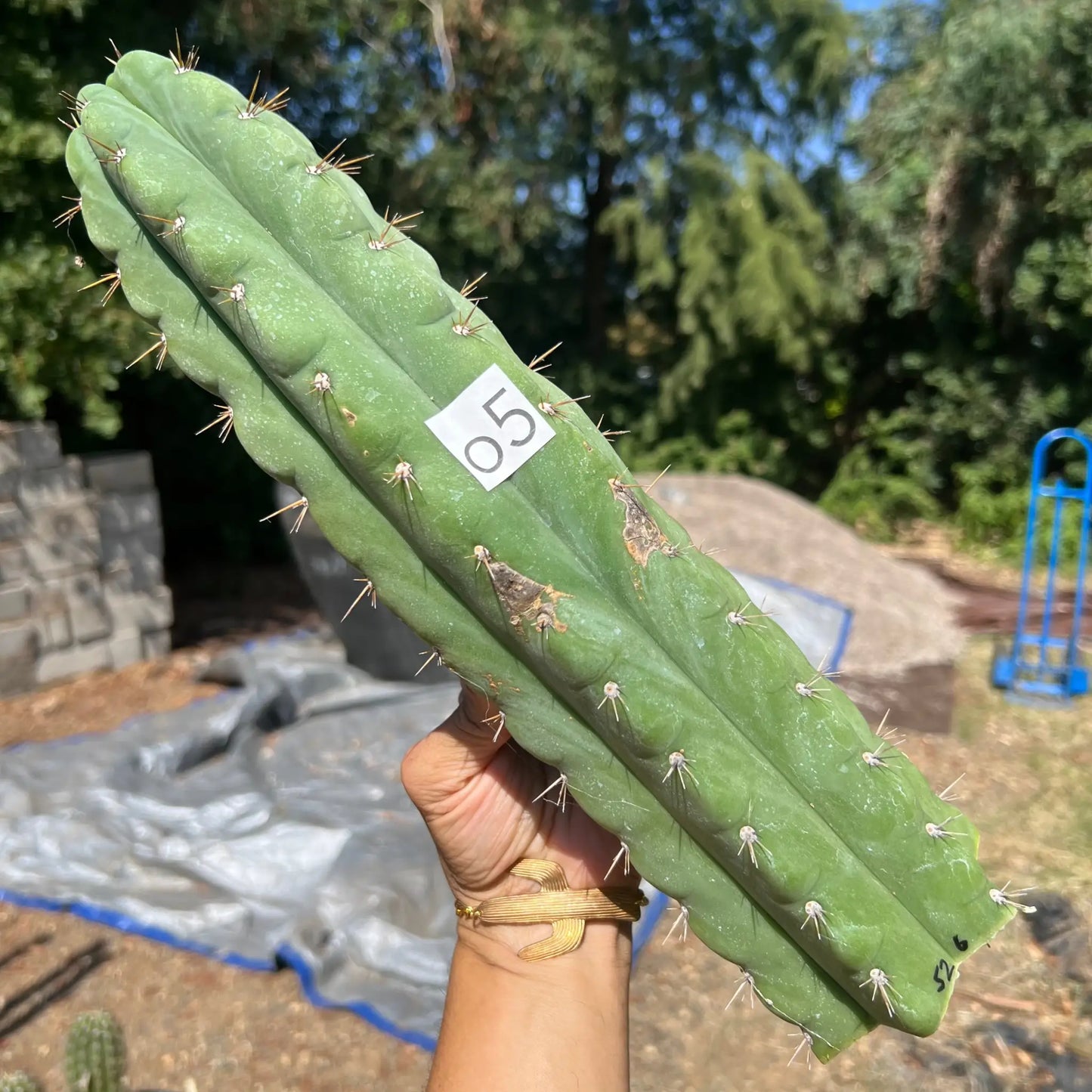 long spine pach - ACURA69 - o5 14” tip cut - live cactus