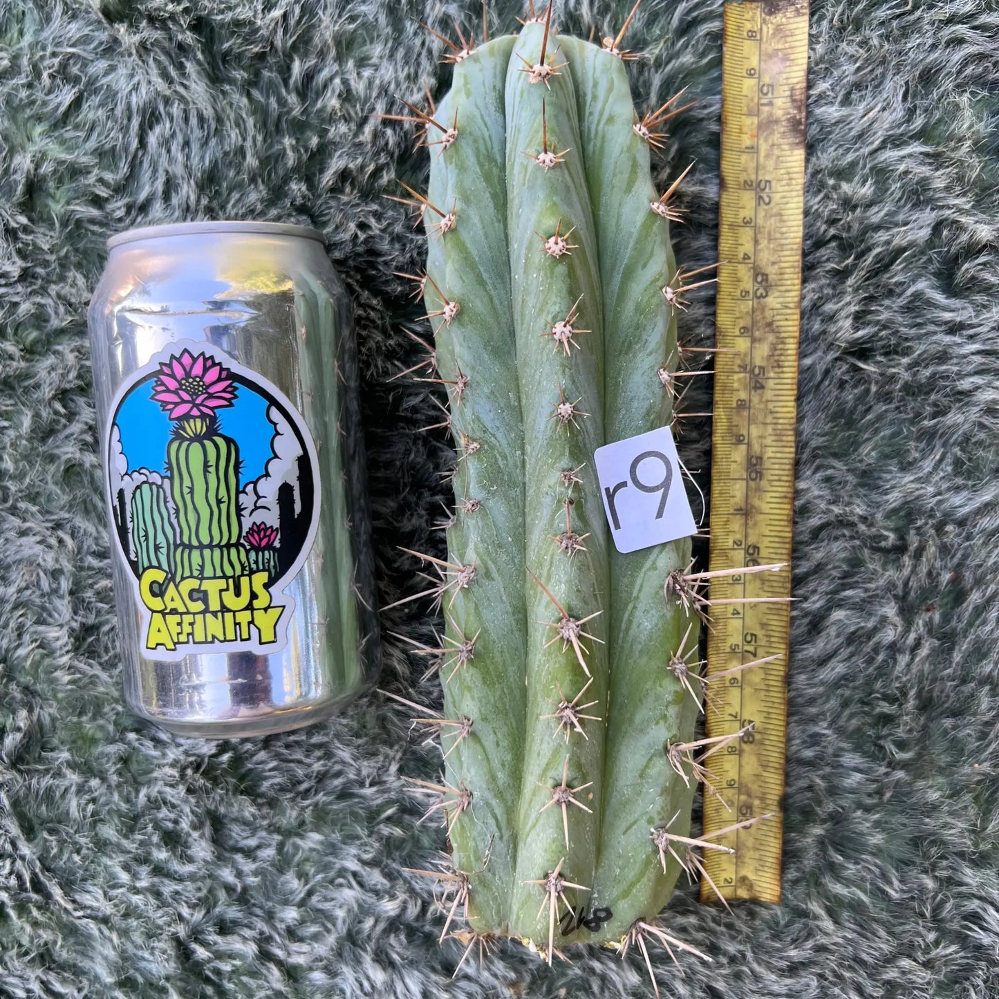 Los Gentiles - r9 9” tip cut - live cactus plant